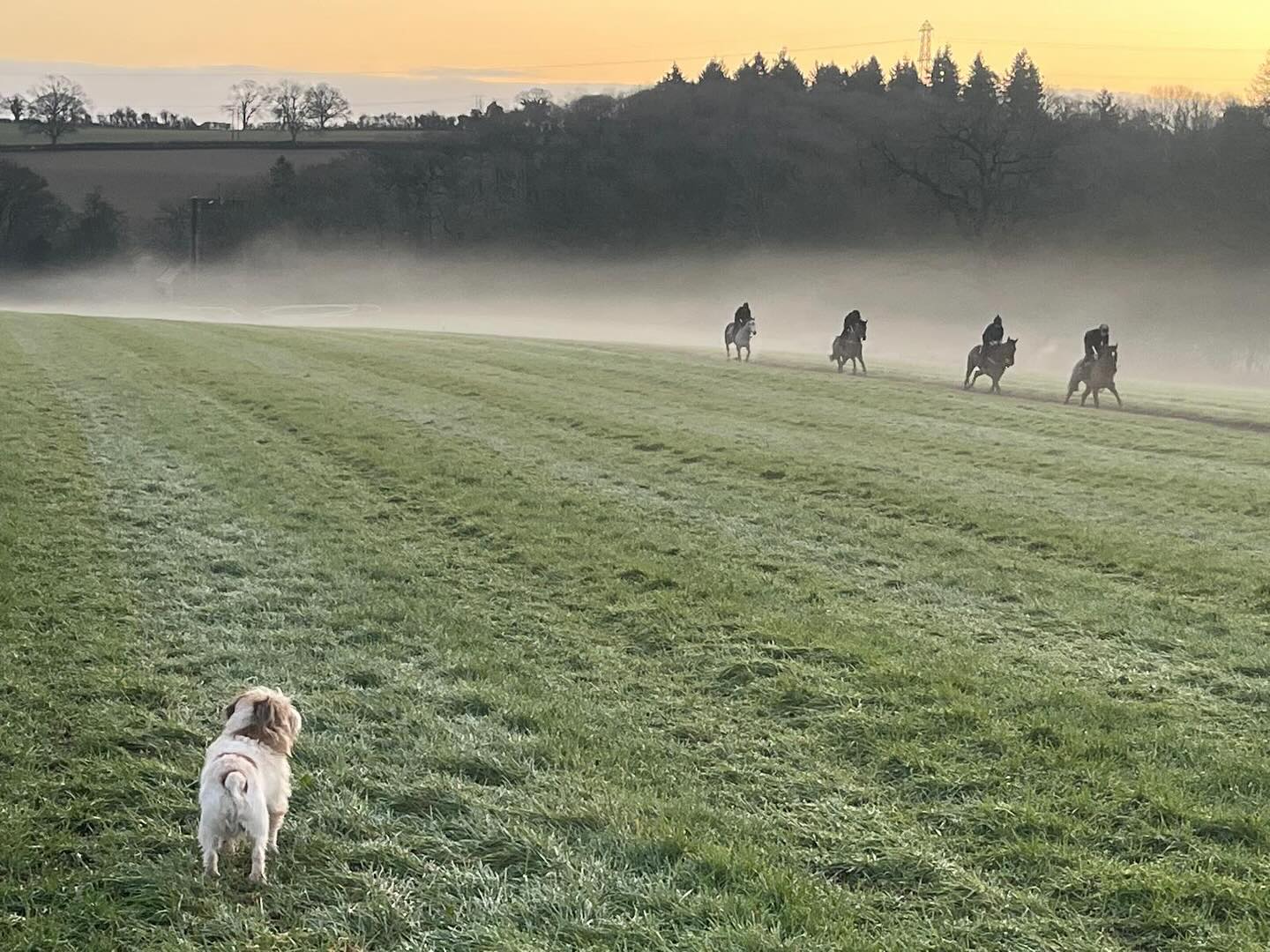 🙌❤️Hello Feb❤️🙌 #teamsymonds #dasoncourt #herefordshire #morningslikethis #gundoggin #redmillshorsefeeds #tomsymondsracing