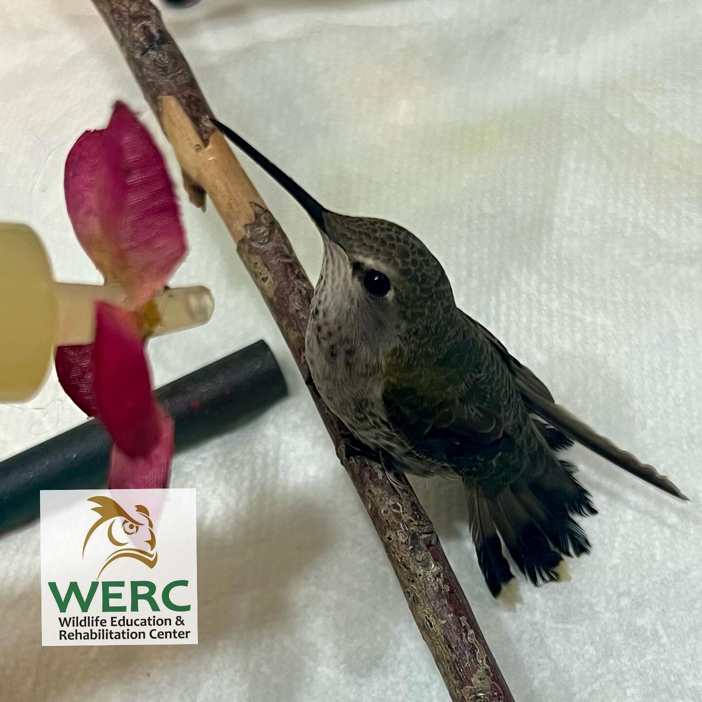 Patient highlight: This hummingbird came to us unable to fly. We always are very concerned about hummingbirds losing their flight as that is their means of feeding themselves as well as evading predators. Good news is she came to us just in time to get some sustenance in her. Unfortunately, she is missing some vital primary feathers on her left wing.
She will be with us through regrowth of those feathers. Followed up by providing her with some flight time outside to regain any muscle strength she might lose being flightless for the time being.
#hummingbird #wildlife #bayarea