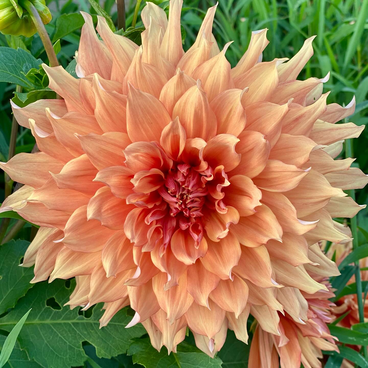 #hamarigolddahlia 💛💛💛
#imusthaveflowersalwaysandalways