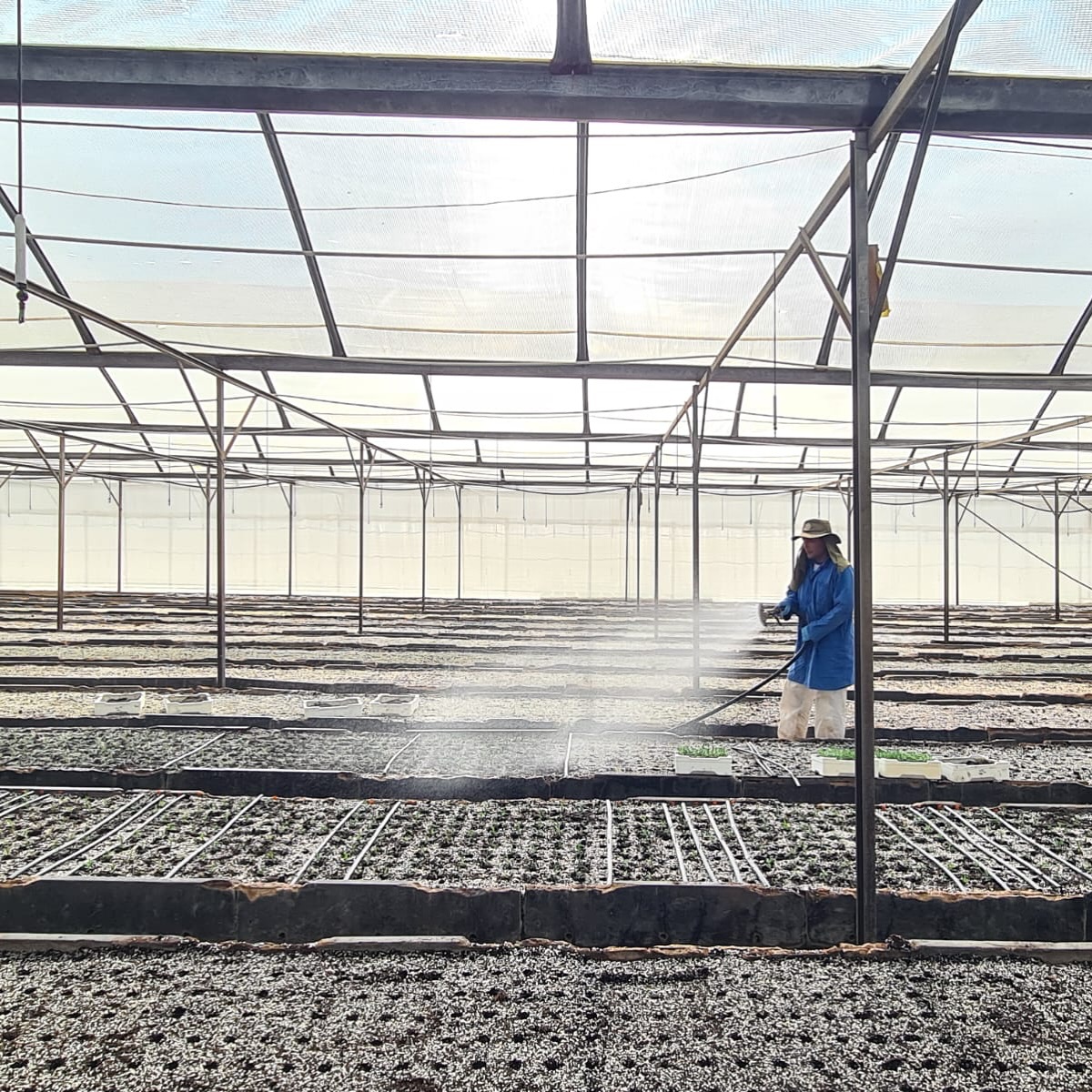 After planting the seedlings