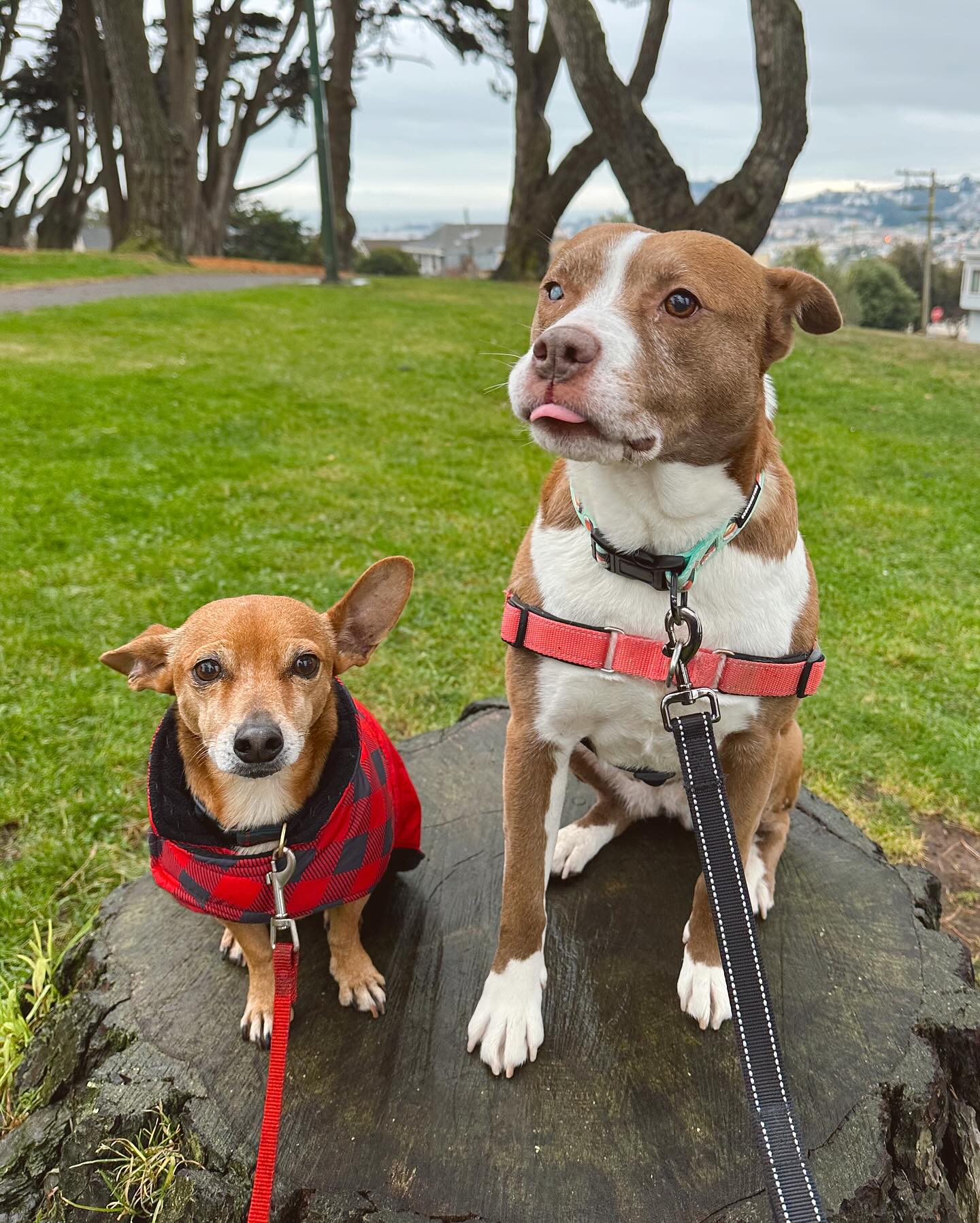 In-home dog boarding, training, and daycare 🤎 we treat your pup like our own #sfdogboarding #dogboardingbusiness #sfdogs