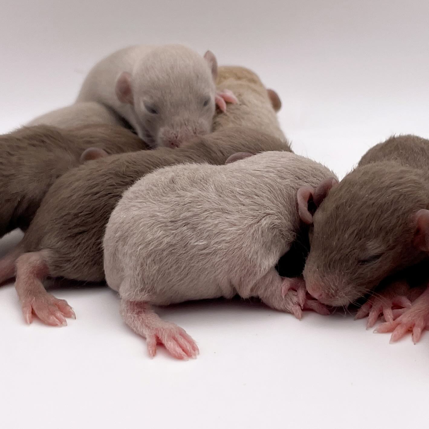 🤎🤎🤎
.
.
.
#rat #rats #ratsofinstagram #ratsofinsta #petrats #petsofinstagram #dumborat #rodent #ratcommunity #breeder #ratbreeder #rodentsofinstagram #rodentsofig #rattiesofig #rattiesofinsta #ratsofinstagram #rodents #cute #pets #fancyrat