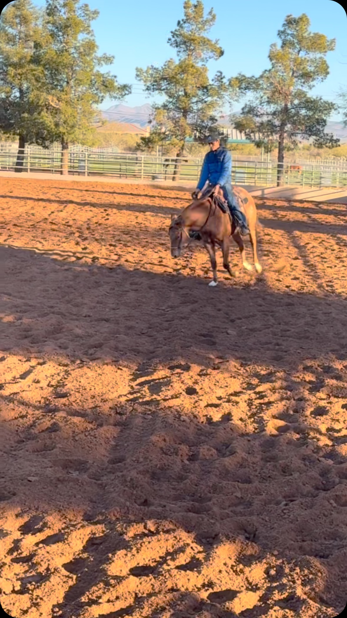 2023 Kids Gotta Gun x Dun it’s Deja Vu (PE $319,000+)
This colt is looking great, thanks to Fappani Performance Horses @andrea_fappani for getting a great start on this horse. Can’t wait to see him progress!
#thekidsgottagun #horsetraining #reining #reiner #reininghorse #horsesofinstagram #horsestagram #nrha #nrbc #nars #theinvitationalreining