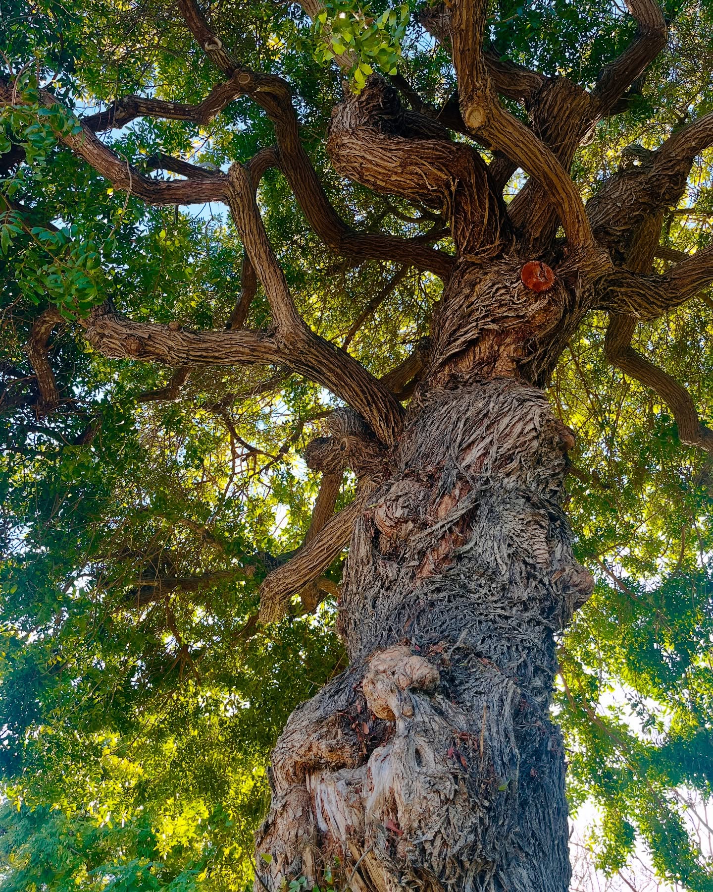 🌿Rooted in the Now🍃
walking home yesterday, I looked up and this is what I saw right out my front door✨
#BeHereNow #RootedInPresents #BeStill