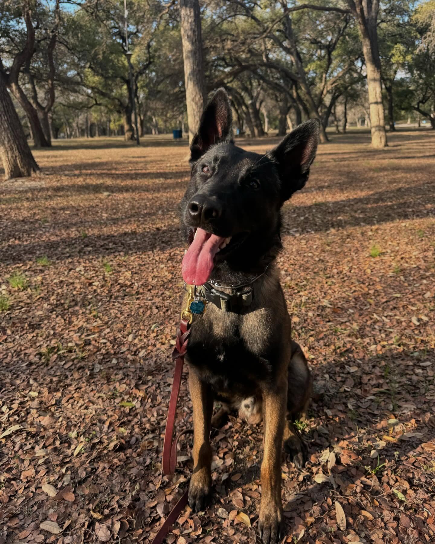 ⚔️Ares⚔️ has been BUSY!
His awesome owners have been doing a great job maintaining his high level of obedience in and outside the home, but were struggling with reactivity with other dogs on walks. We have been visiting dog-friendly establishments in & around San Antonio to work on this. Learning to maintain a relaxed state of mind in the presence of distractors is a key🔑 to a confident and calm dog!
📞863-292-1190
🌐www.xcaliberk9.com
#dogtraining #k9ltw #dogobedience #pettraining #k9warriors #k9training #dogsofinstagram #k9ltw #dogoftheday #summervibes #petstagram #petlovers #dogsofsatx #dogsofsanantonio
#doglover #trainyourdog #k9