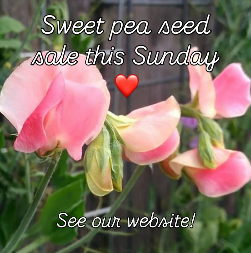 Hello!!
We will start this years sweet pea seed sale this Sunday at 12pm. See our website for the first lot of our harvest with a couple more varieties to come in March. ☺️
#sweetpeasaustralia #seedsale #imustgrowflowers #imustgrowsweetpeas #australiangrownseed ✨