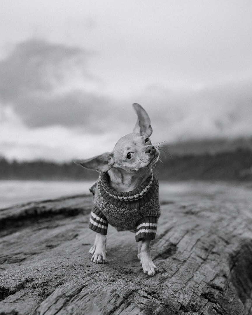 Some dogs love the camera… and then there’s Birdie. The minute I pick up my camera, I get this look. The ‘I did not sign up for this’ face. The ‘where are my modelling treats?’ expression. But don’t worry – treats were paid, cuddles were given, and dignity (mostly) remained intact 😘
#petphotographer#novascotiapetphotographer#novascotia#ns#petphotography#chihuahua#dogs#dogportrait#dogphotography#dogphotographer#animals#canon#blackandwhite#lifestyle#dogmom#petparent#photoshoot#dogmodel