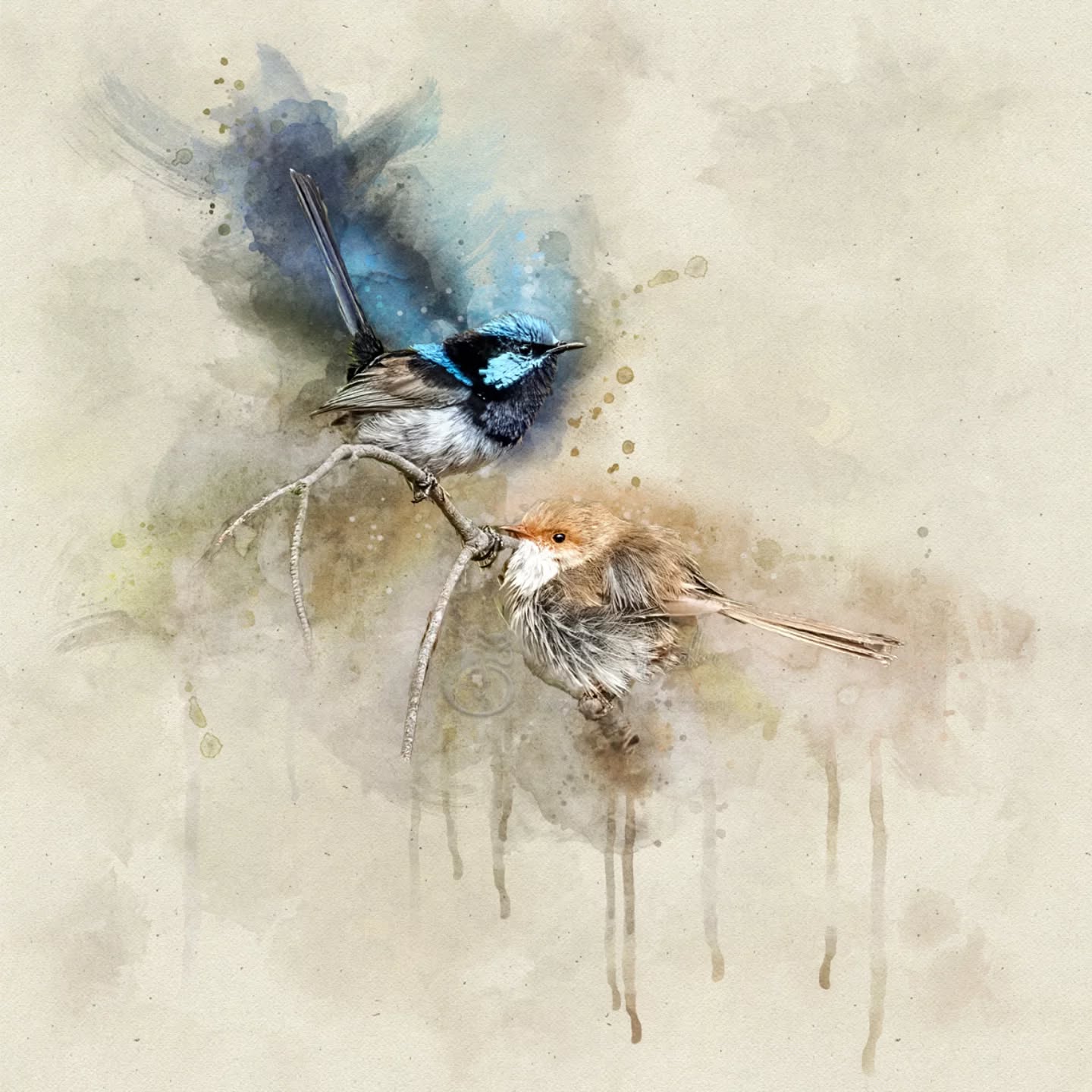 "Alone we can do so little; together we can do so much."
- Helen Keller
.
.
.
.
.
.
.
.
.
.
.
#pixelpurrrfectphotography #wrensday #fairywren # fairywrenproject #exquisitepics20_australia #rebel_artandedits #mcl_arts #illustrious_art #artistry_flair #super_photoeditz #edit_lovers_united #wildlife_artistry #birdsofaustralia #Creative_AnimalArt #bpa_arts #photo_creation_silver #rebels_nature #rebels_united #art_andfact #galleria_of_grace #illustrious_magic #dreamland_arts_of_nature #rawedit_ #exquisitepics20_animals #australianbirds #wildlife_artists #everything_animals #everything_imaginable #gf_edits #pictasart