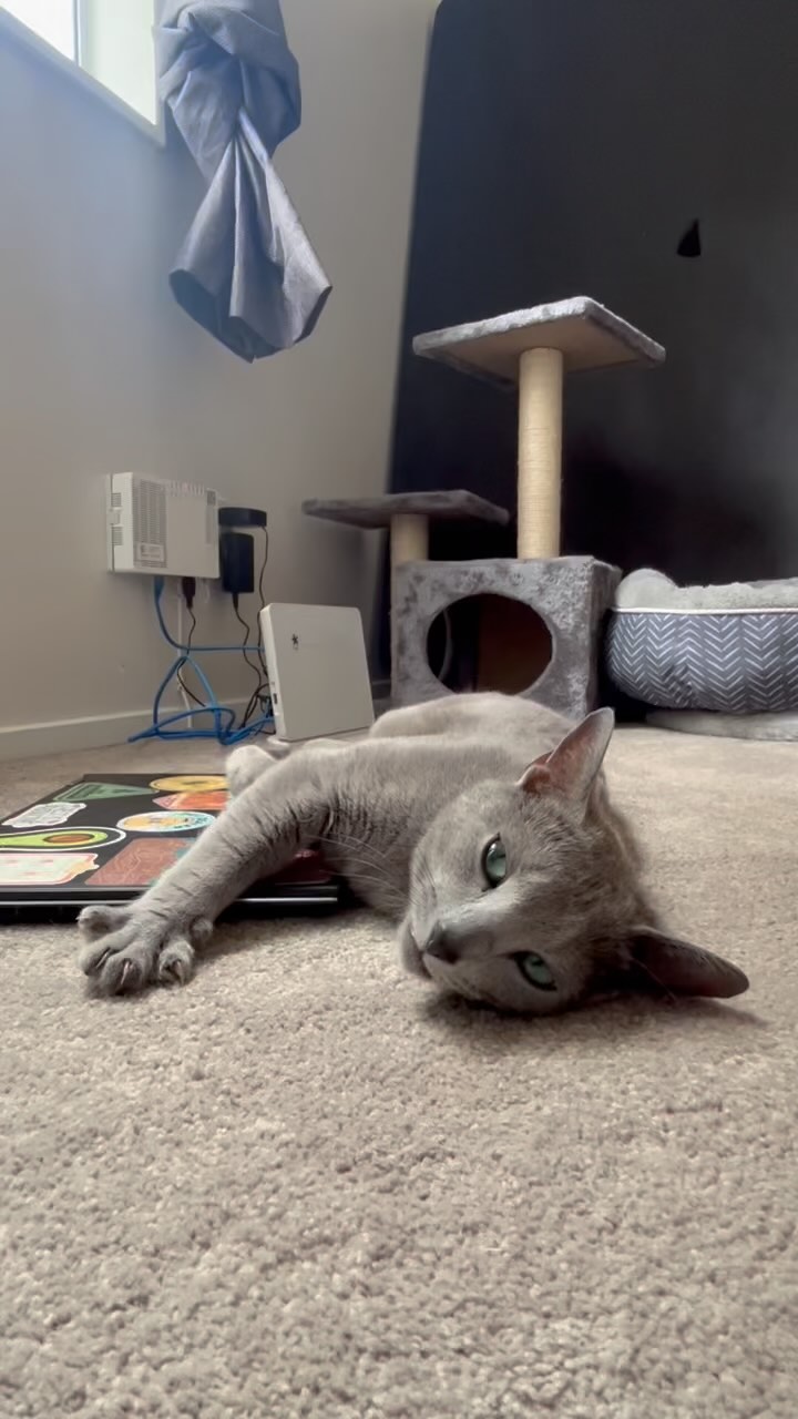 Lazy summer days with my human 🌴☀️
#reelinstagram #like #love #follow #reeloftheday #russianbluecatsofinstagram #russianblueworld #russianbluekitten #bestkitten #bestfriends