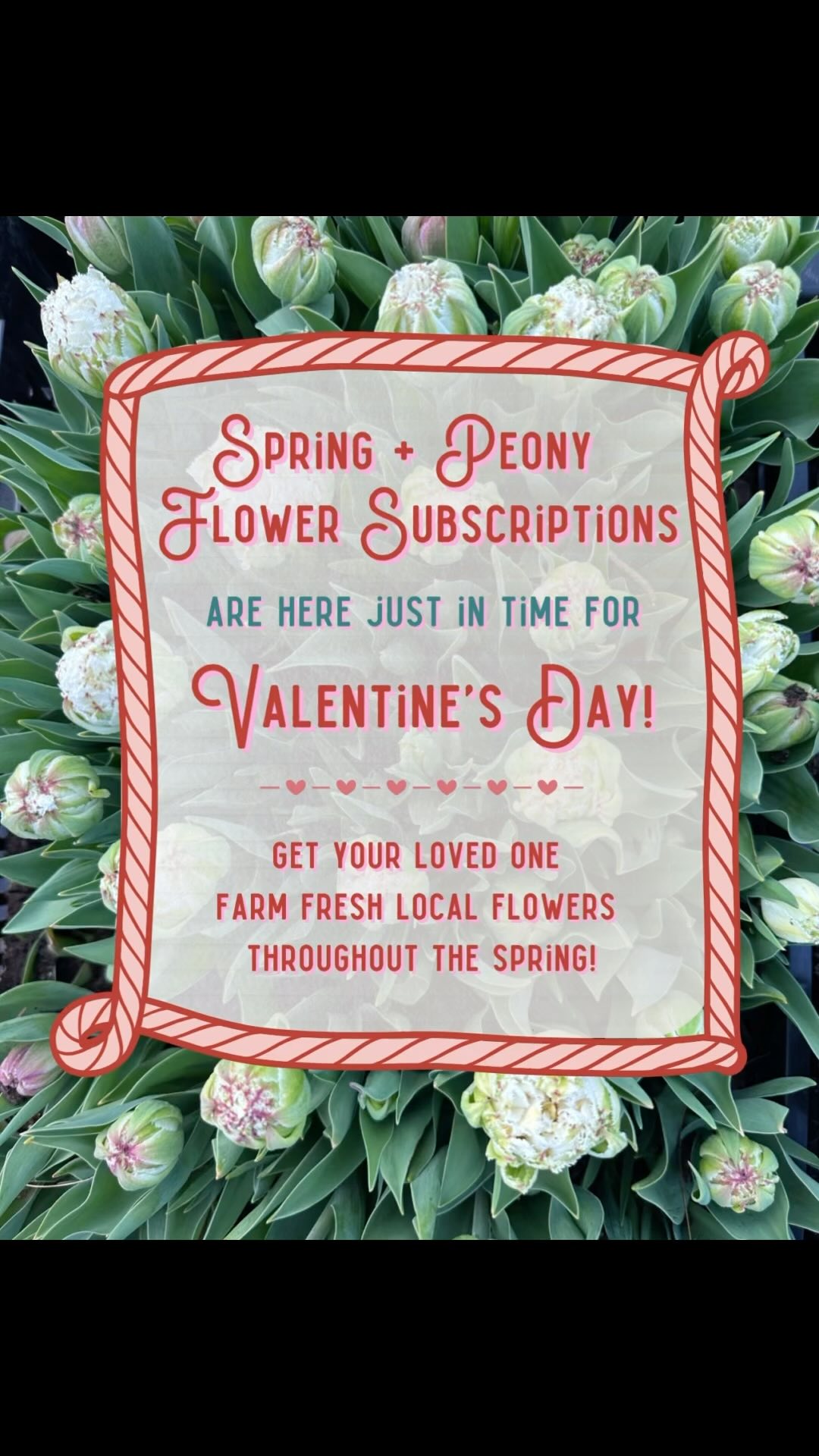 Valentine’s Day is just around the corner, and what better way to show those fine ladies in your life how much you love them than with Appalachian grown flowers? Our flower subscriptions will remind them of your love (and maybe even take ya to romance city 😉) every time they receive a premium selection of our finest spring flowers straight from the farm. Two subscriptions to choose from, endless brownie points for you, and showing your dedication to your local flower farmer? That’s a win all around, ya’ll. Reach out with any questions and I can’t wait to spread spring joy with y’all so soon!