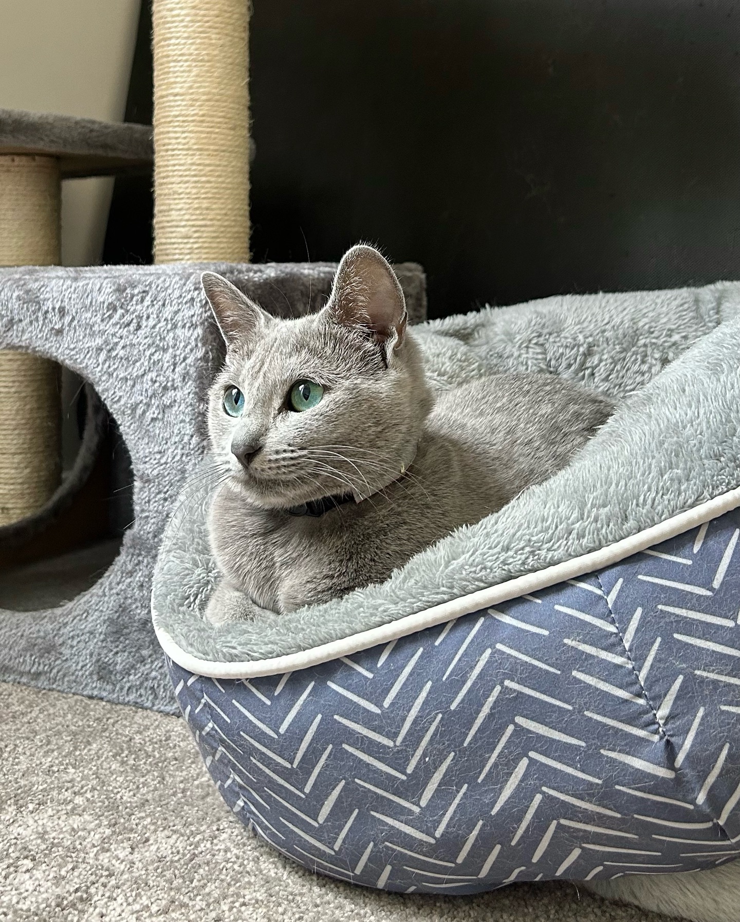 Her favourite bed to sleep in ♥️
I love her well her fur blends in with the lining!
What’s your fur baby’s sleeping spot?!
