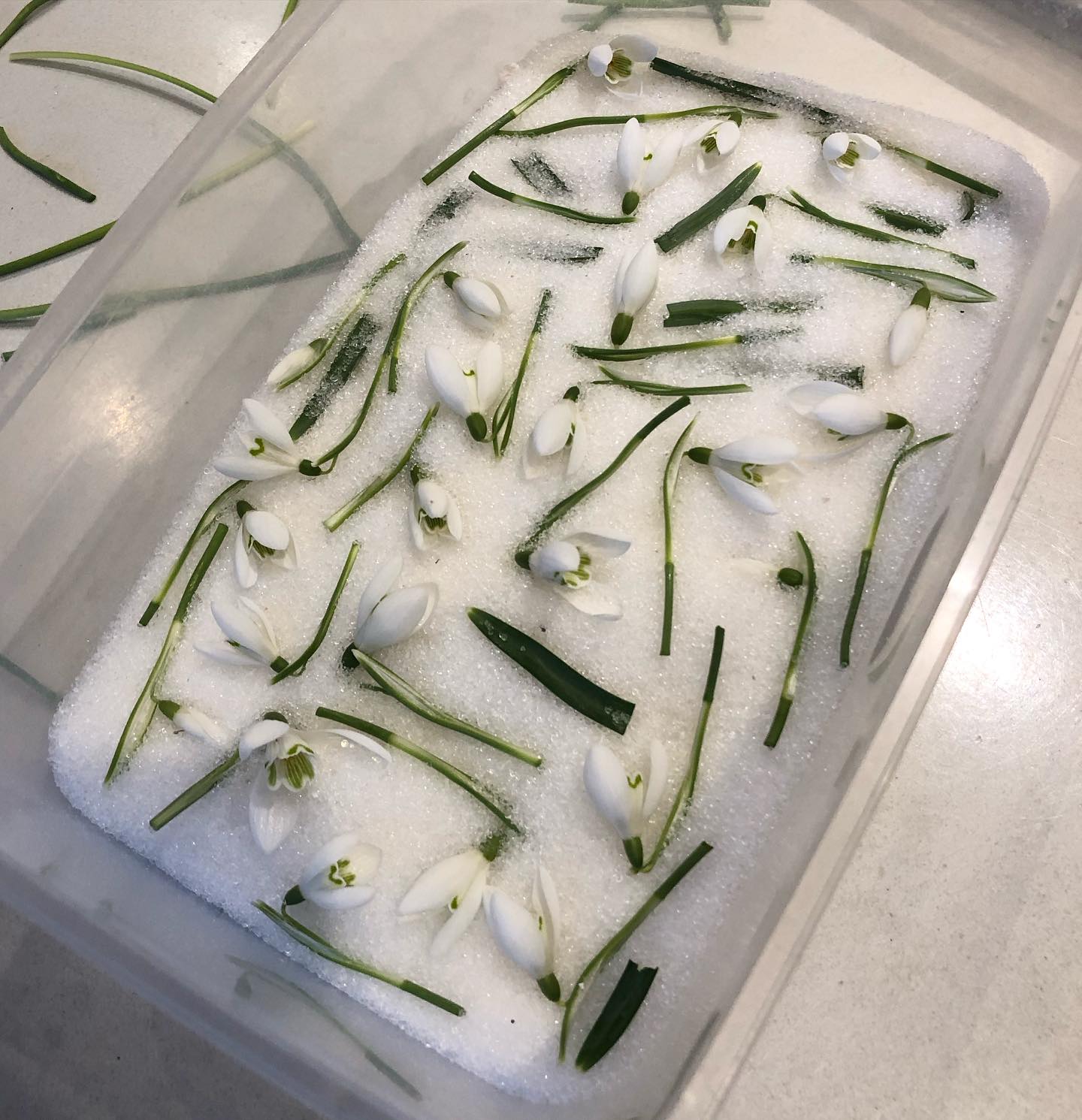 The first of the garden snowdrops are drying in silica sand 💚😍
I haven’t done 3D snowdrop jewellery for a couple of years, but there’s just something about snowdrops, I want to give them the most special treatment!
I have some pressing too so there will be plenty to choose from - watch this space! x
#snowdrops #snowdropjewellery #snowdropjewelry #snowdropnecklace #flowerpressing #driedflowers