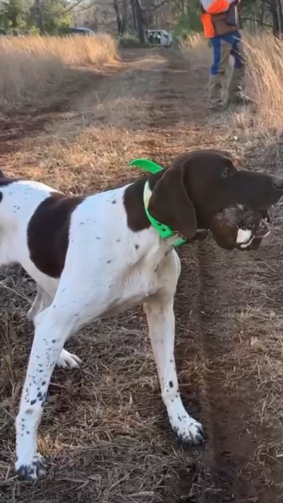 Signature puff point.
.
.
.
#schillingsgundogs #schillingsgundogstraining #sgdtraining
#uplanddogtraining #uplanddogtrainer
#gundogtraining #gundog #birddogtraining #birddog #gsp