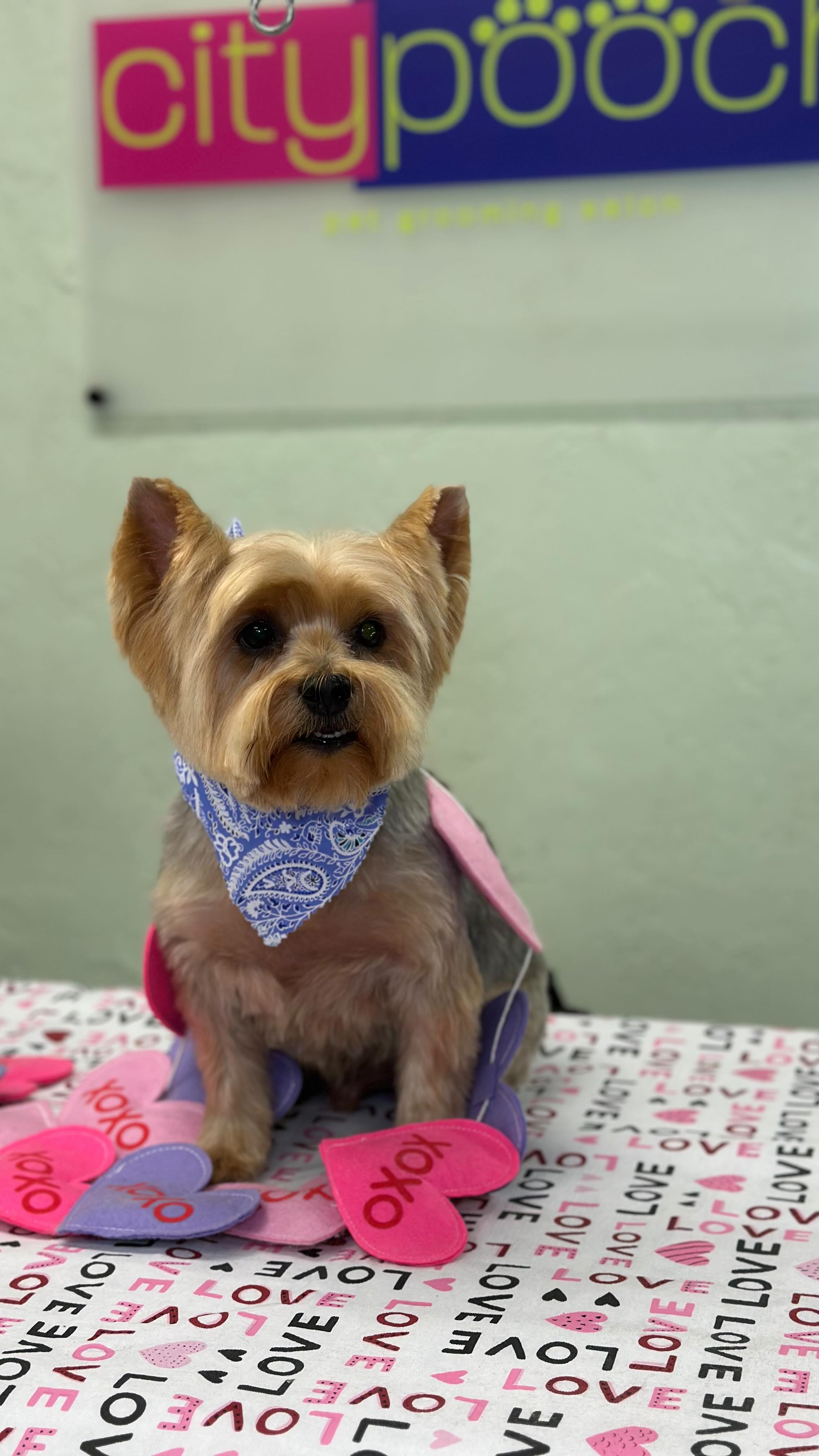 We are dedicating this moment to the Senior pups that have our heart ♥️ We pride ourselves in being a salon that knows how to properly care for the seniors and special needs dogs. #seniordogs #seniordogsofinstagram #miami #brickell #keybiscayne #coralgables #coconutgrove #wynwood #miamidoggrooming #miamidoggroomer #doggrooming #citypoochpetgrooming #citypooch