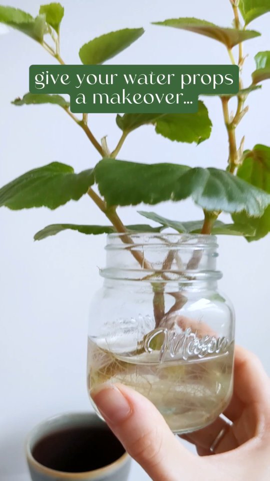 I'm just now figuring out that my water props can live in beautiful pots ๐ฑ๐
Bonus: it's easier than ever to switch up my planters on a whim. Have you ever tried doing this?
This is a begonia hula blush. Join us for our February workshop and take home your own beautiful begonia ๐
.
.
.
.
.
#plantsmakepeoplehappy #plantcareisselfcare #planttherapy #plantdecor #plantparents #houseplantsofinstagram #plantshelfie #indoorjungle #indoorgardening #interiordesignideas #plantsagram
