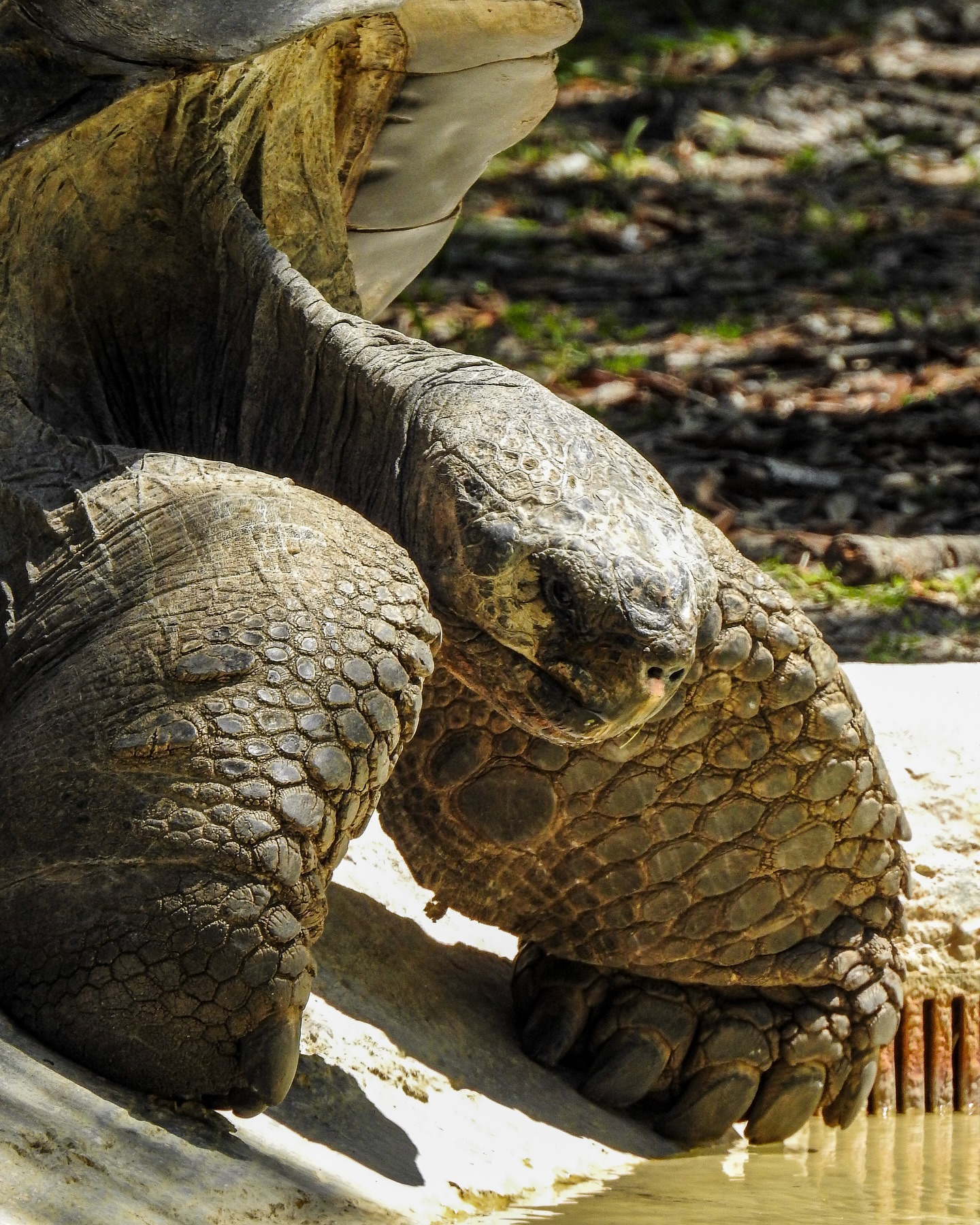 World’s Largest Living Tortoise Species 🐢
.
📷: Nikon P900
.
.
JM Lens Caps
.
.
.
#Nikon #NikonP900 #JMLensCaps #photography #Tortoise #GalapagosGiantTortoise #ZooMiami #Zoo #Miami #Florida #SouthFlorida #nature #photooftheday #Explore #SouthFloridaPhotography #ZooPhotography #NikonPhotography #lightroom #AnimalConservation