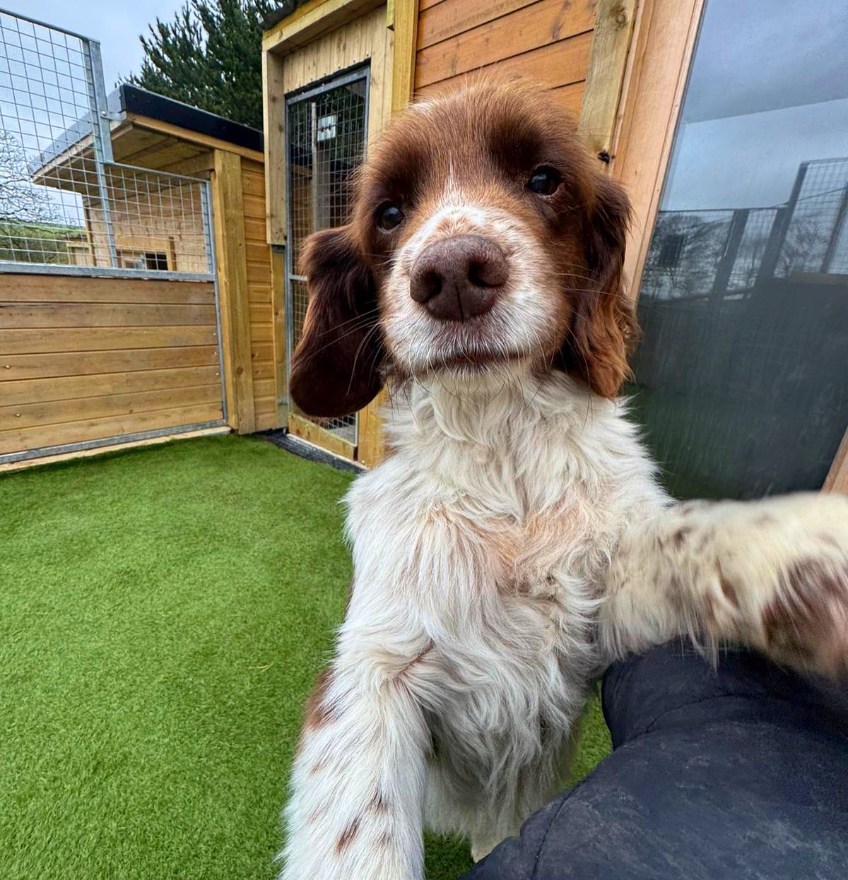 Some recent pics of what our fabulous doggy guests have been up to at Lothersdale Pet Retreat! 🐶 🏡 🎾
#dogshavingfun #dogboardingkennels #luxurypethotel #yorkshiredogs #dogwalkingadventures #happydogs #dogsonholiday