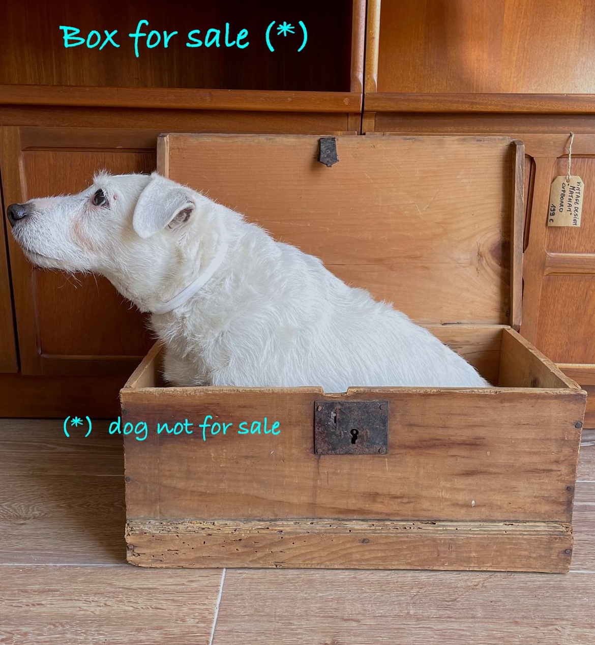 🐕 📦 🤭
#cuentacuentosshop #vintage #design #preloved #canillasdeaceituno