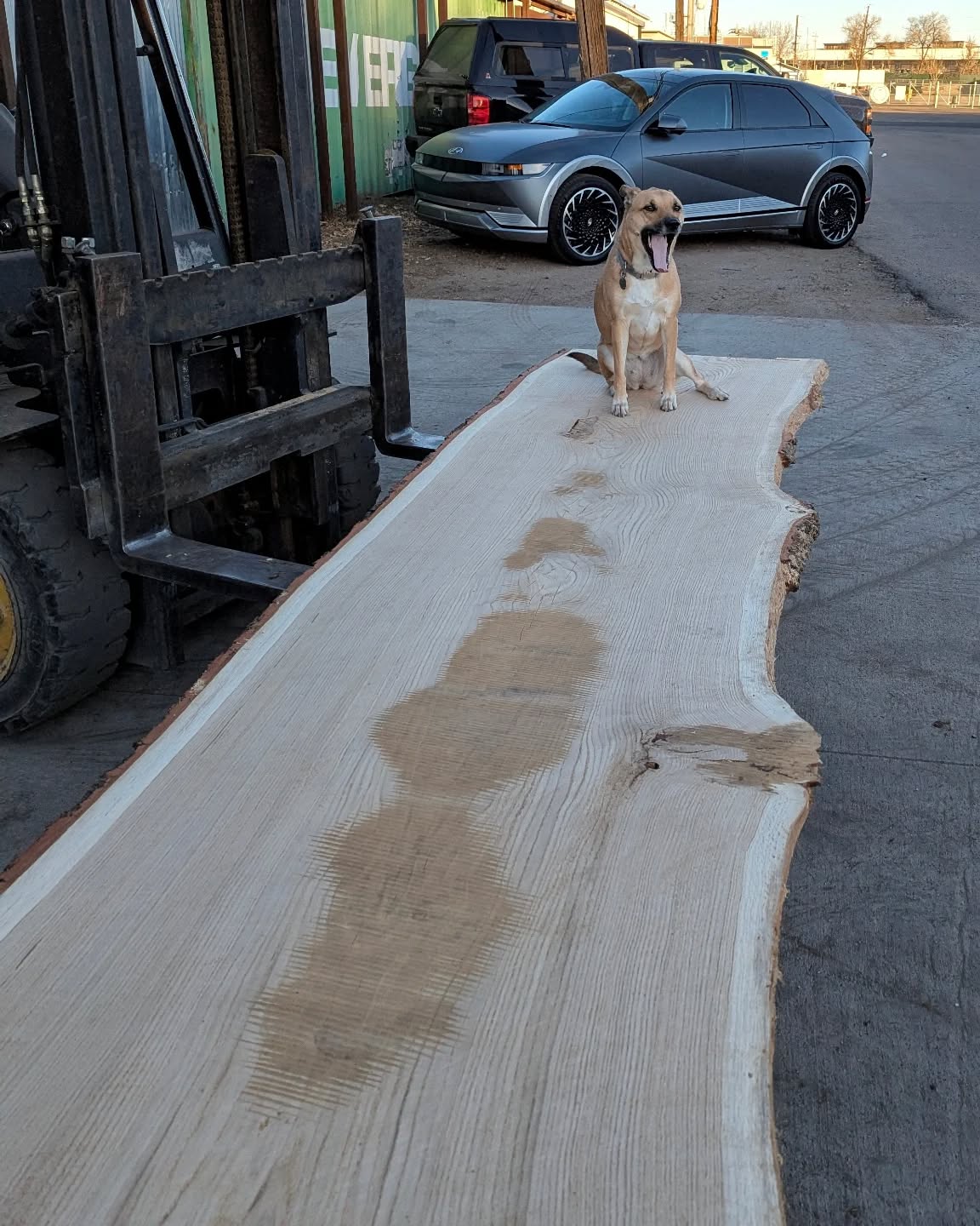 I caught the pooch mid yawn...this European Oak slab just getting planed up before hitting the sander. And fun fact, this was the first or second largest in the state of Colorado back in 2001. Unfortunately it was taken down due to development a couple years ago.. happy to have saved it. The center slabs of this tree are 40"+ w.