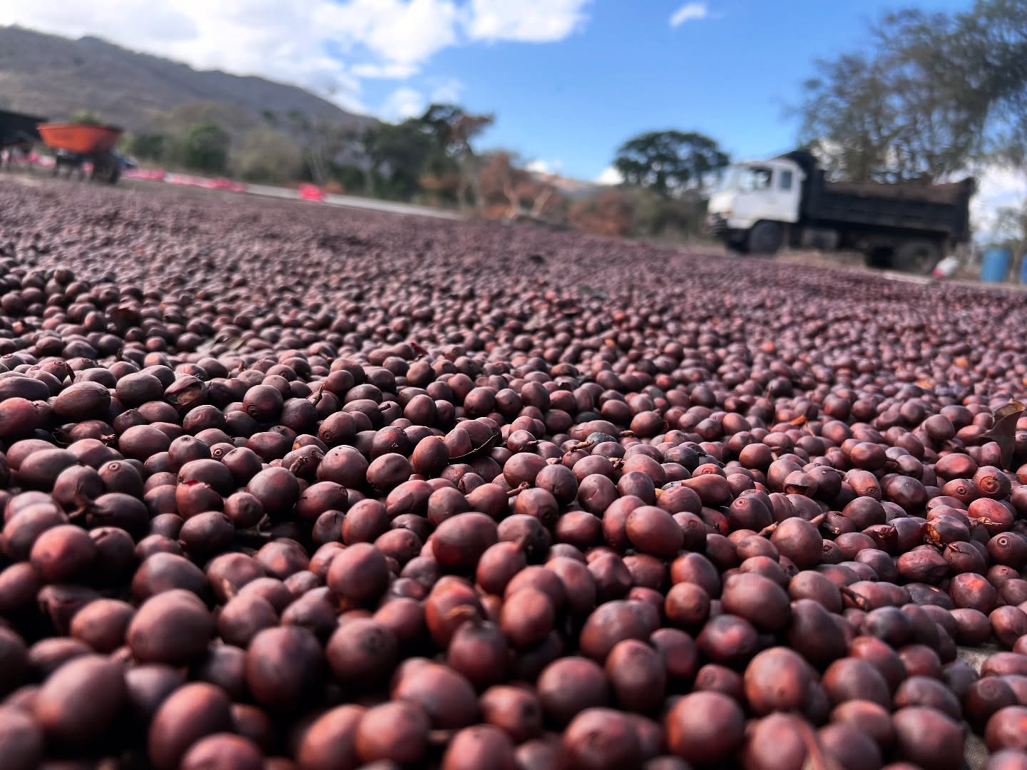 Natural anaerobic✨🍒