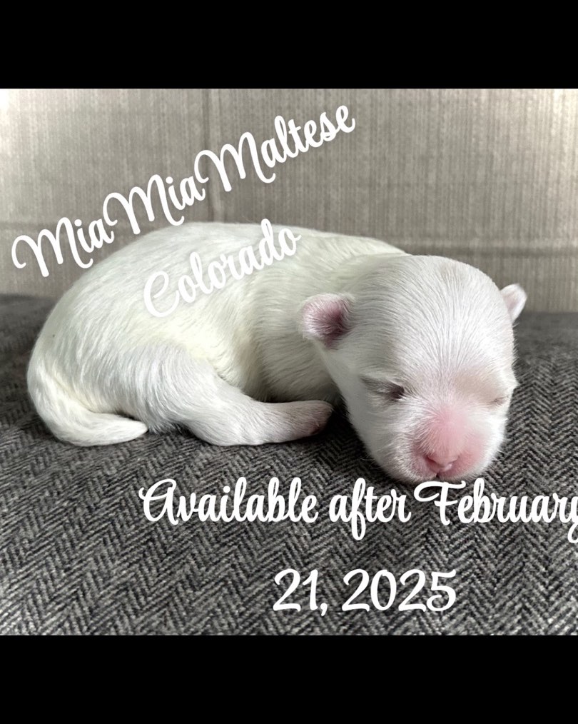 Boy 1 Cassius de Vino is a very sweet and playful puppy who loves his snuggles 🥰