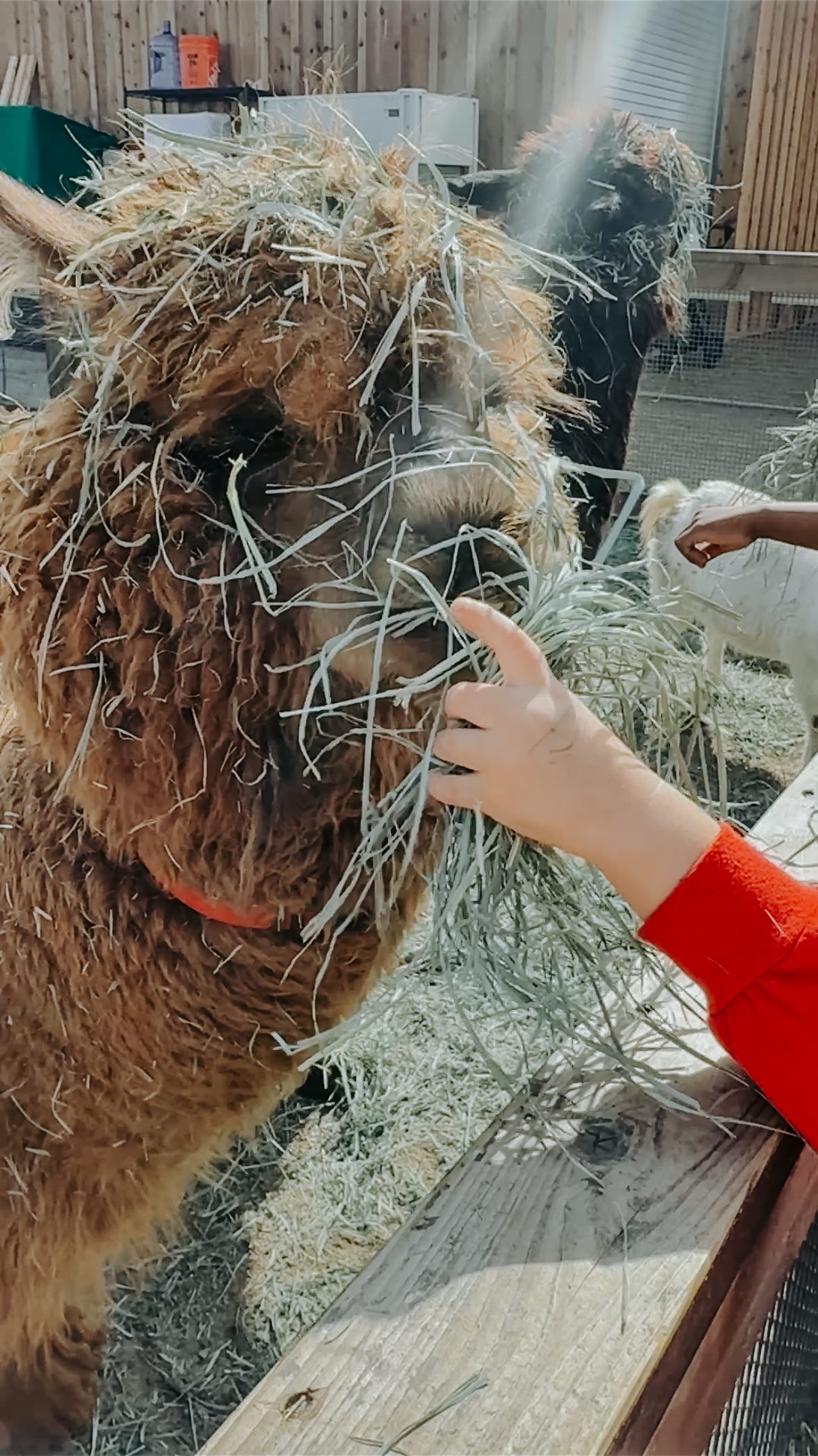 School should look more like this. 🐞🌿🐄
✨ Watching our children slow down, connect with nature, follow their food from farm to table, and embrace the simple joys—this is learning in its purest form.
From holding wiggly bugs to feeding gentle farm animals, climbing on logs to sampling the freshest sugar snap peas right off the vine… we’ll never get used to the beauty of childhood unfolding this way. 🌾💛
Thank you @foxpointfarms for having us and teaching us all about regenerative farming practices!
#WildPeaksCollective #SlowChildhood #HolisticEducation