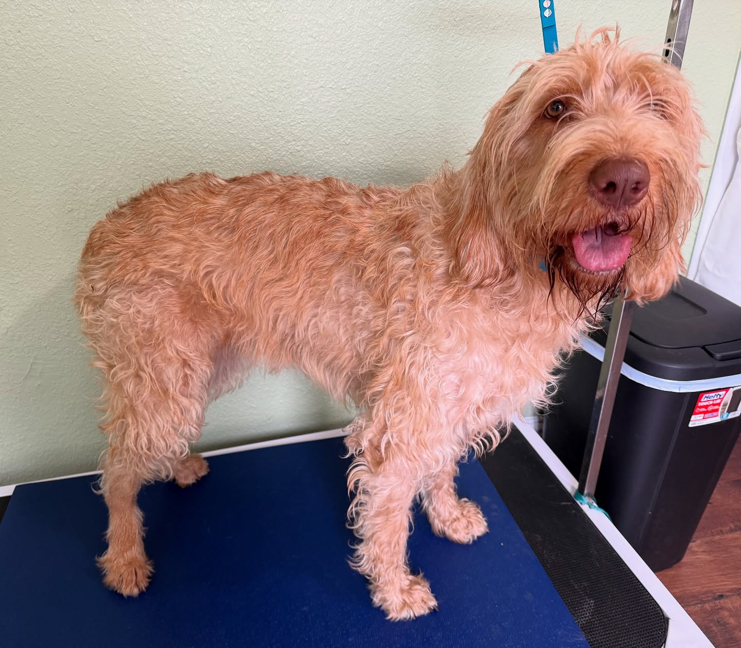 Hand stripe Birdie today. So happy with her results, not bad for her first pull down at 1 year! 🦆
#wiredhairedvizsla #handstripping #doggrooming #akc #sandiegodoggroomer