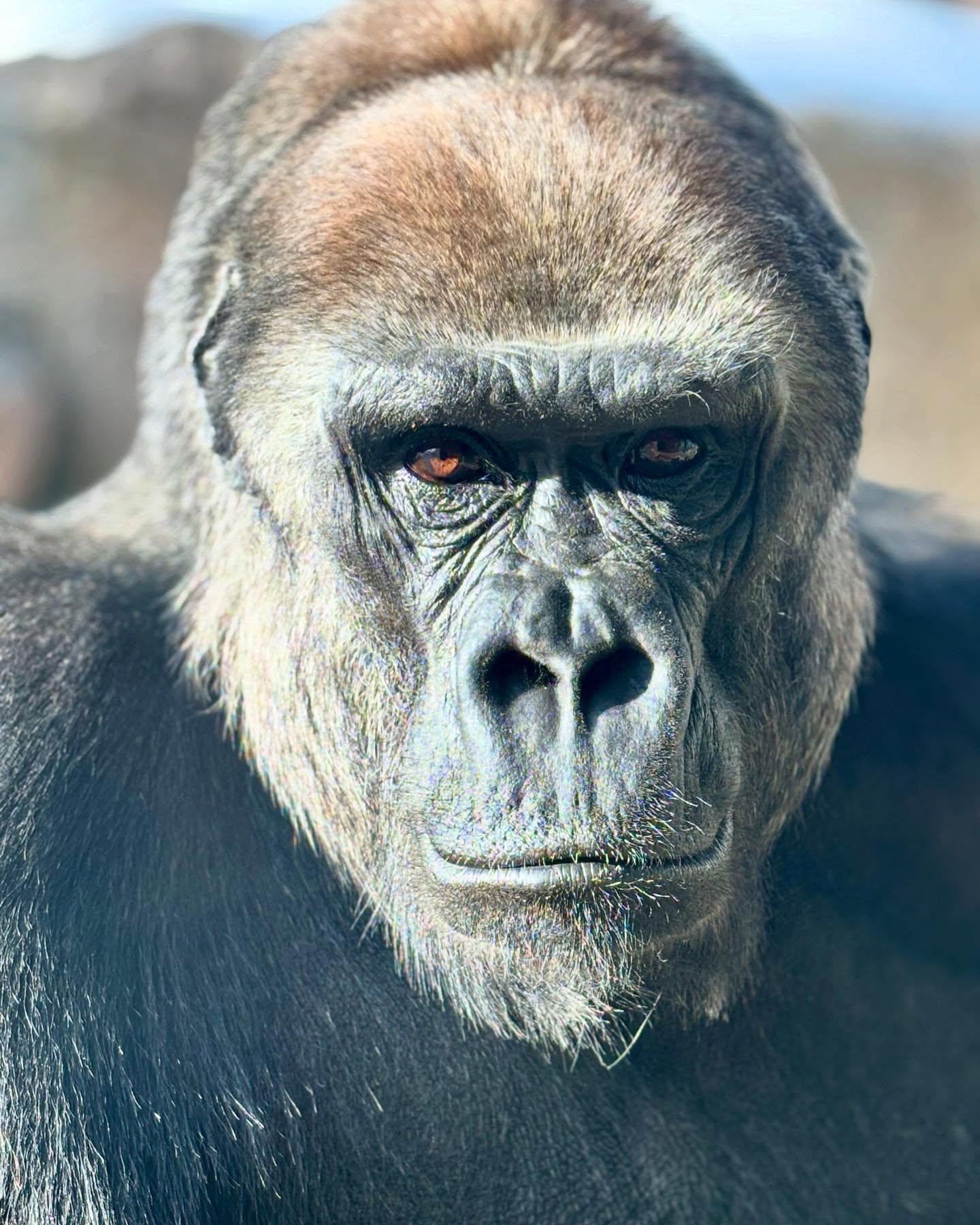 Just two ladies enjoying this weeks warm weather ☀️ 🦍
#gorillas #westernlowlandgorilla #animals #azazoo #gorillasofinstagram #zookeeper #animals #primates #primatesofinstagram