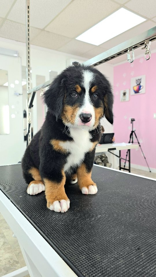 Cuties puppy in the world, Cookie ❤️ he turned only 9 weeks and he's a Bernese Mountain Dog #petgroomingvancouver #tsawwassen #pergroomingsalon #groomingbc #catgrooming #groomingcanada #groomingday #doggroomer #groomingvancouver #bernesemountaindog #bernesemountaindogs #bernesemountaindoglovers #bernesemountaindogsofinstagram #bernesemountaindogpuppy #bernesemountaindogoftheday #vancouverdog #vancouverisawesome