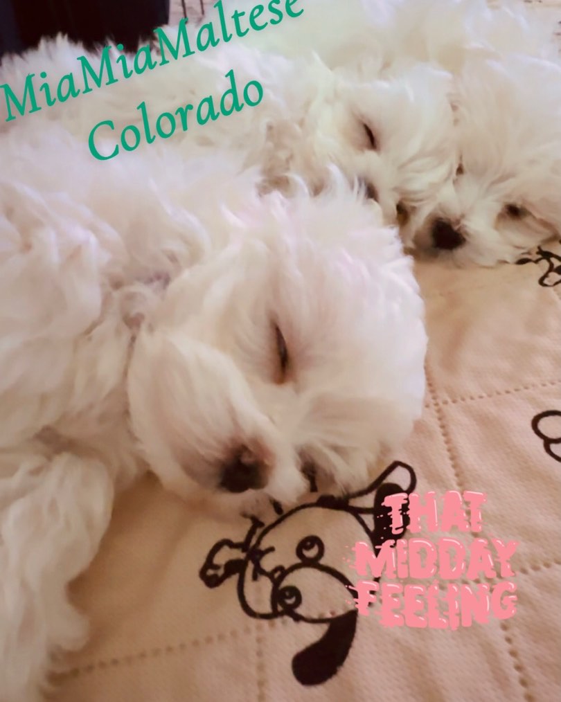 😵💫 Monday’s 😵 wishing you guys a wonderful week 🥰 #puppy #puppylove #maltese #maltesepuppy #cute #cutedogs #love #animals #foryou #baby #babygirl #babyboy #malteselovers #doglovers #bark