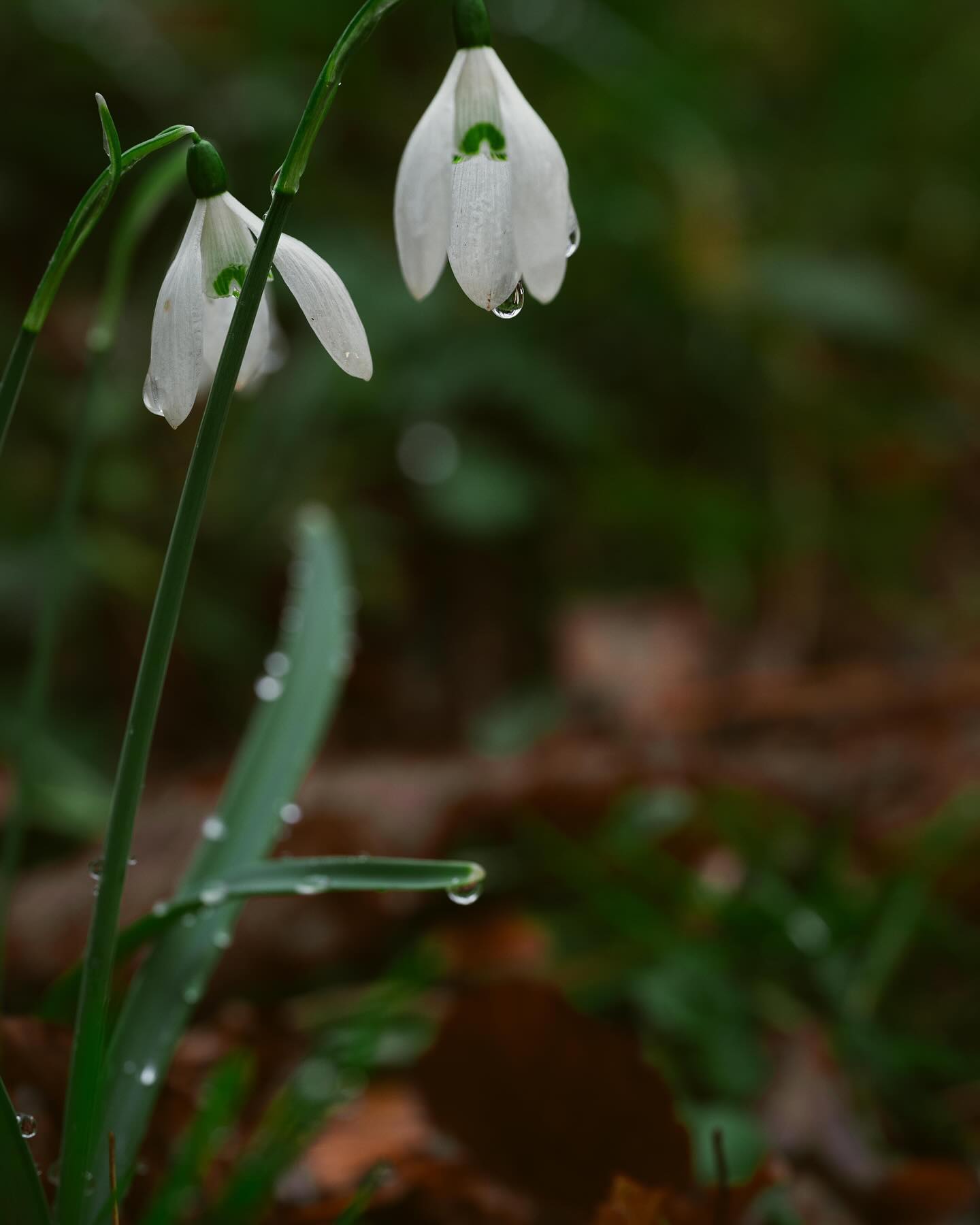 First signs of spring. These tiny flowers are just beautiful to capture. #snowdrops #macrophotography #weirgardens #springawakening #botanicalbeauty #firstsignsofspring #flowers