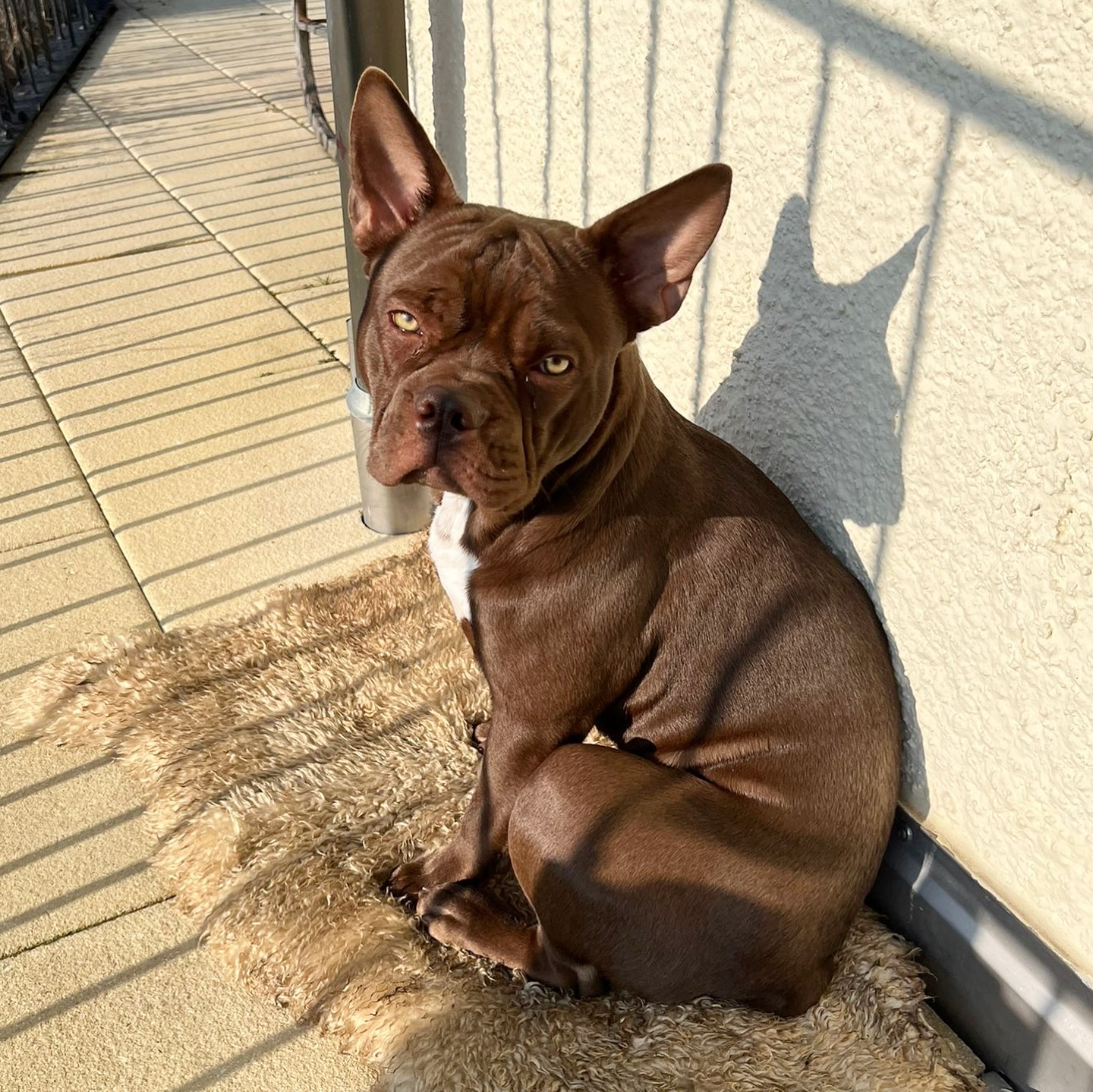 Ginger. 🫚🤎
#Nachzucht
Wunderschöner und sportlicher Rüde in der Farbe Mocca mit bezaubernden Äuglein. 🥰
#CDDYfree
#AlphaBully #sportlichebulldogge #französischebulldoggen #bulldoggswithnoses #bullymitnase #healthyfrenchie #frenchiesofinstagram #sportlichefrenchies #nasenbär #retrofrenchie #französischebulldogge #französischebulldoggedeutschland #französischebulldoggeschweiz #bullysmitnase #frenchiebreeder #bulldoggezüchter