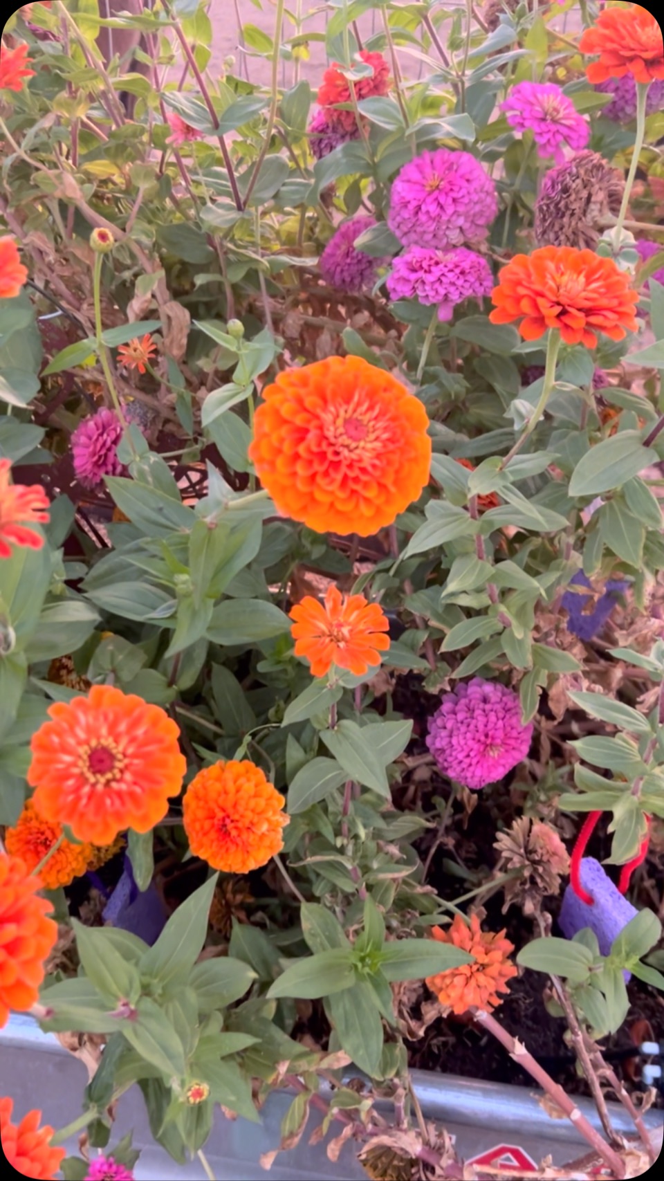 SO EXCITED TO START SPRING PLANTING WITH MY STUDENTS!
Spring is definitely my favorite time of year ... I get to clear out all the gardens, find the hidden treasures that have come back to life and then begin adding new life to the gardens.
It was such a joy to watch the kids bouquets blossom. Some of the children even cut their very own flowers and took them home.
This past winter we pulled out 60ft of shrub hedging to create more space for flowers and vegetables. So excited to start creating and cultivating this special new space.
Watch our stories for all the planting progress!