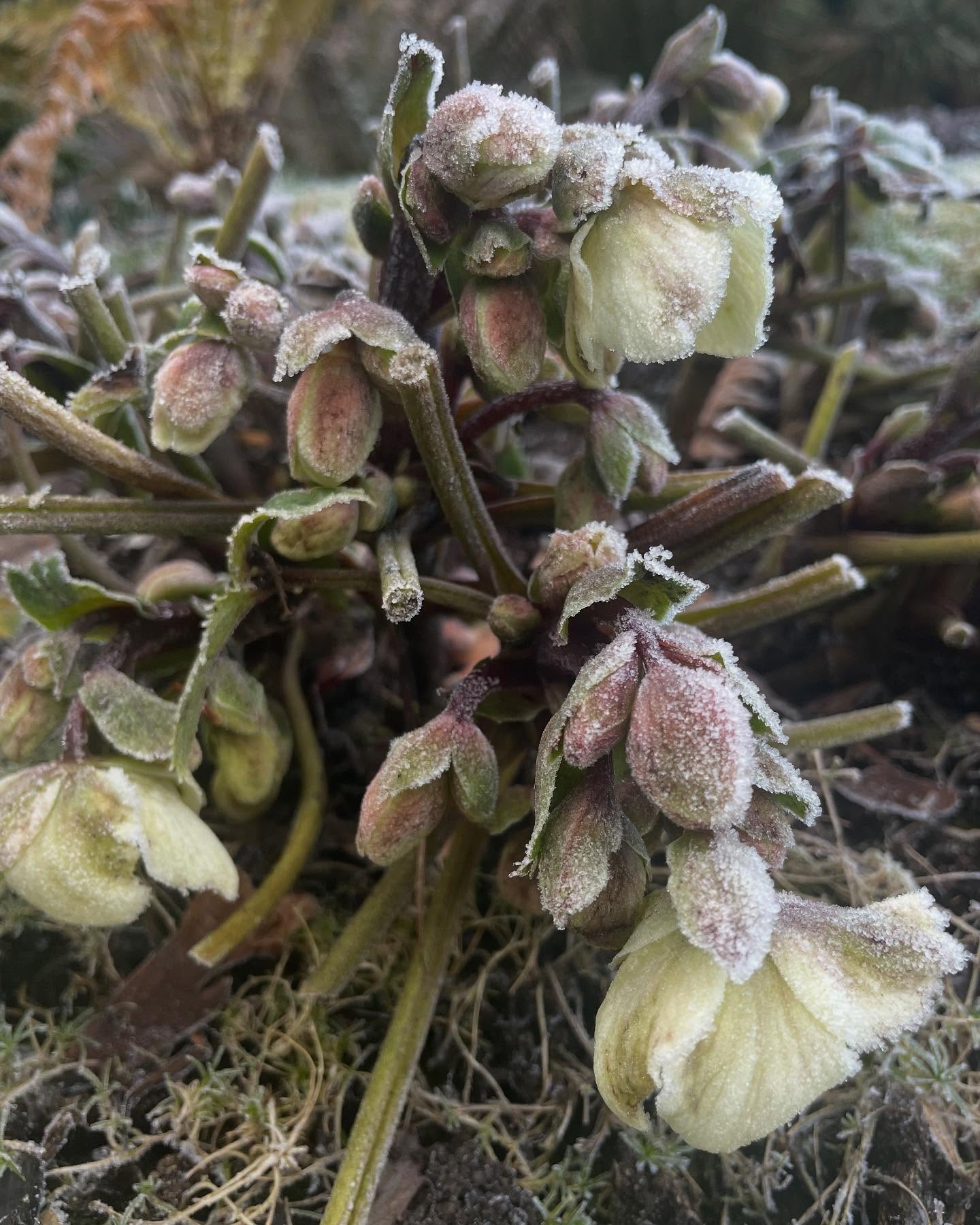 Hellebores in the snowy garden .... check out my new blog about species hellebores see link in bio ❄️