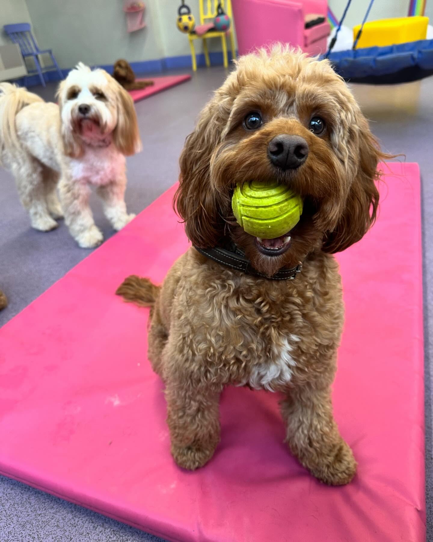 🥎 💙 ball time!!! 😃 #doggydaycare #doggydaycareuk #dogsofinstagram #warrington #stocktonheath #cheshire