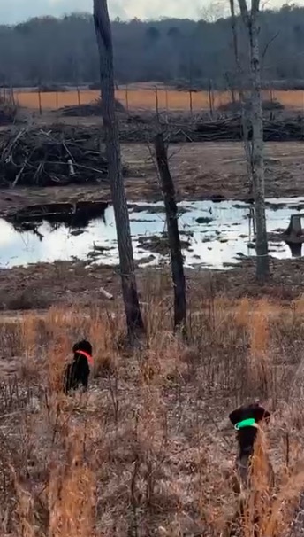 Hunt Bird
.
.
.
#schillingsgundogs #schillingsgundogstraining #sgdtraining
#uplanddogtraining #uplanddogtrainer
#gundogtraining #gundog #birddogtraining #birddog #retriever #retrievertraining