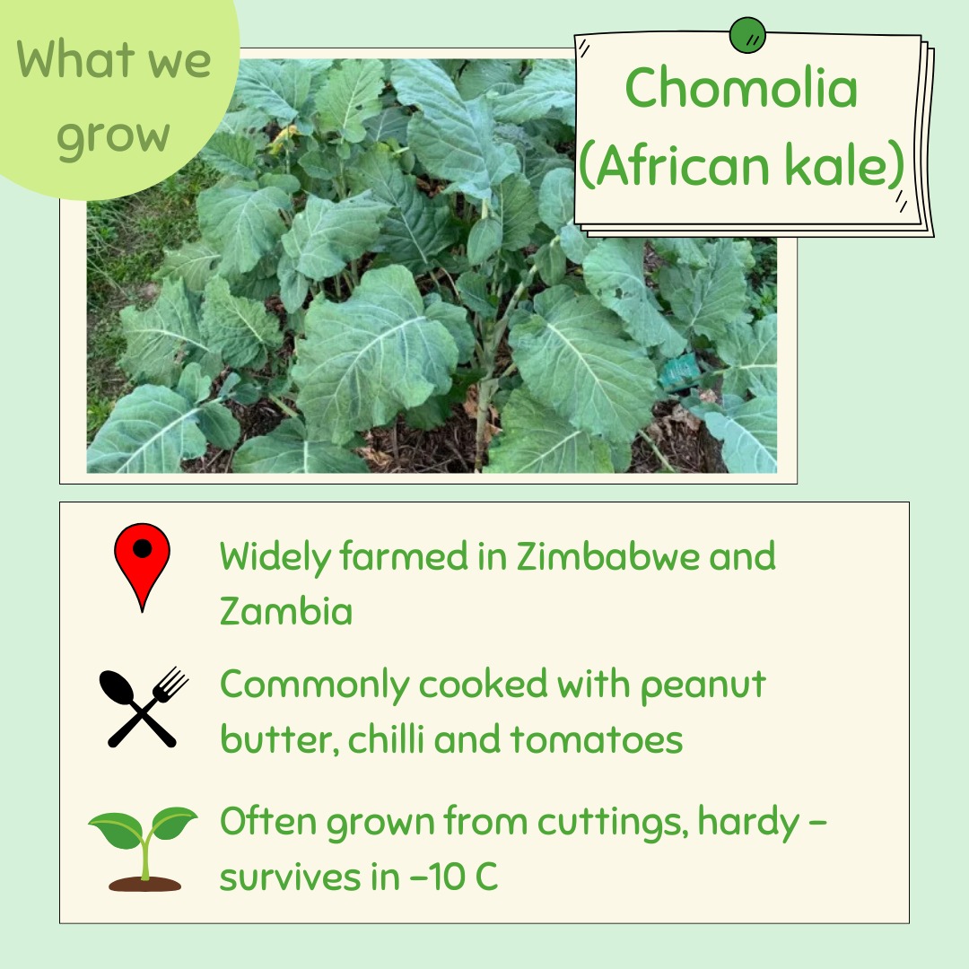 Chamolia (African Kale): A Superfood from the Heart of Africa! 🌍
This hearty, leafy green is packed with vitamins A, C, and K, plus iron and calcium! 💪 It’s easy to grow and adds a delicious, slightly bitter flavor to soups, stews, and salads.
Here’s how to grow your own:
🥬 Choose a Sunny Spot: Chamolia loves the sun, so pick a sunny location with well-drained soil. 🌞
🥬 Prepare the Soil: Add compost or organic matter to enrich the soil and improve drainage.
🥬 Plant the Seeds: Sow the seeds directly into the soil, spacing them 2-4 inches apart. Plant them about 1/2 inch deep.
🥬 Watering: Keep the soil moist, especially in hot weather, but avoid waterlogging.
🥬 Harvesting: Start harvesting leaves when they’re young and tender! The more you pick, the more it grows. 🌱
A healthy, homegrown addition to your garden! 🥬✨
#Chamolia #AfricanKale #SuperFood #GardenFresh #LeafyGreens #gardening #corkmigrantcentre #nanonagleplace #cork #garden
