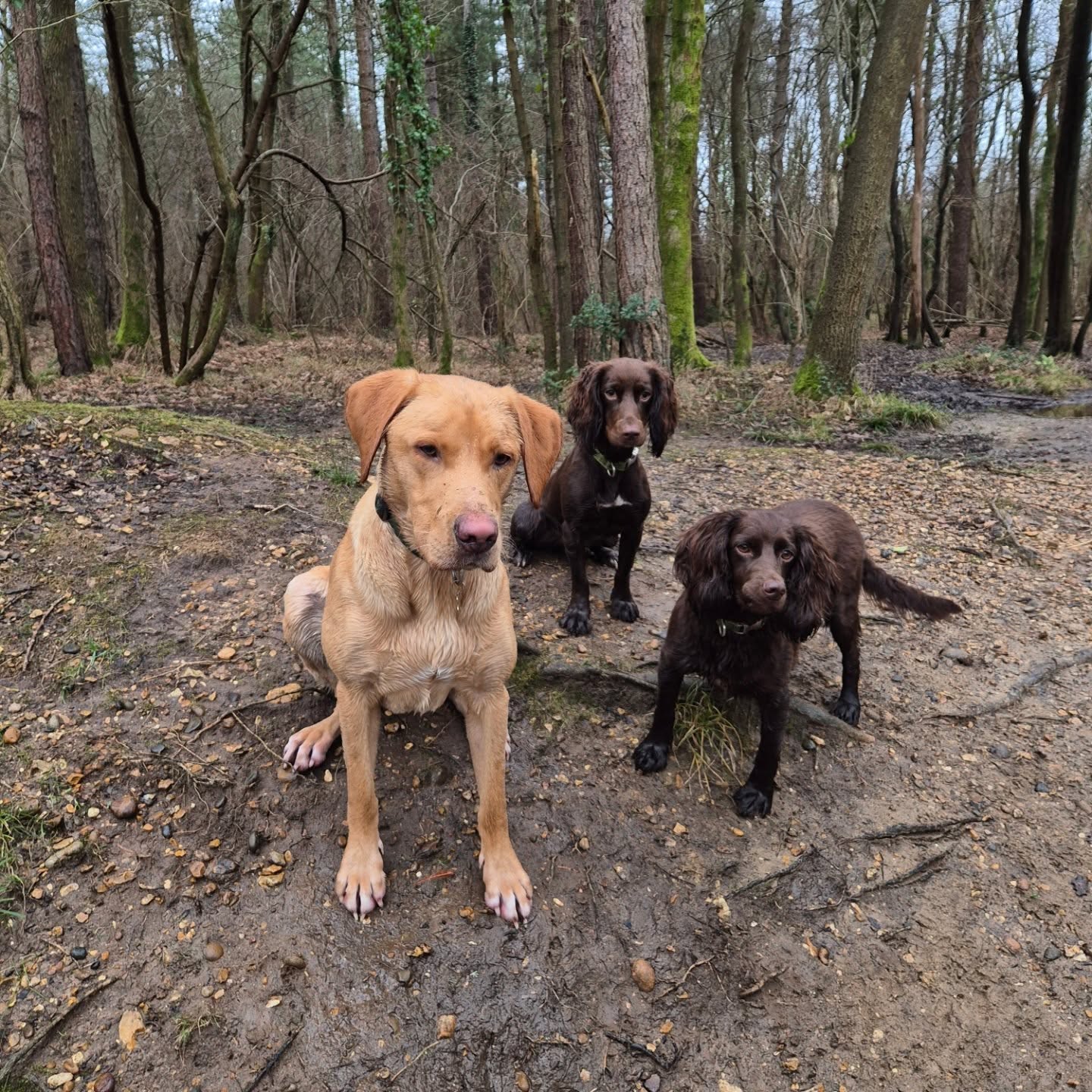 I always love the chance to catch up with Lottie and Luna the chocolate cockers π
