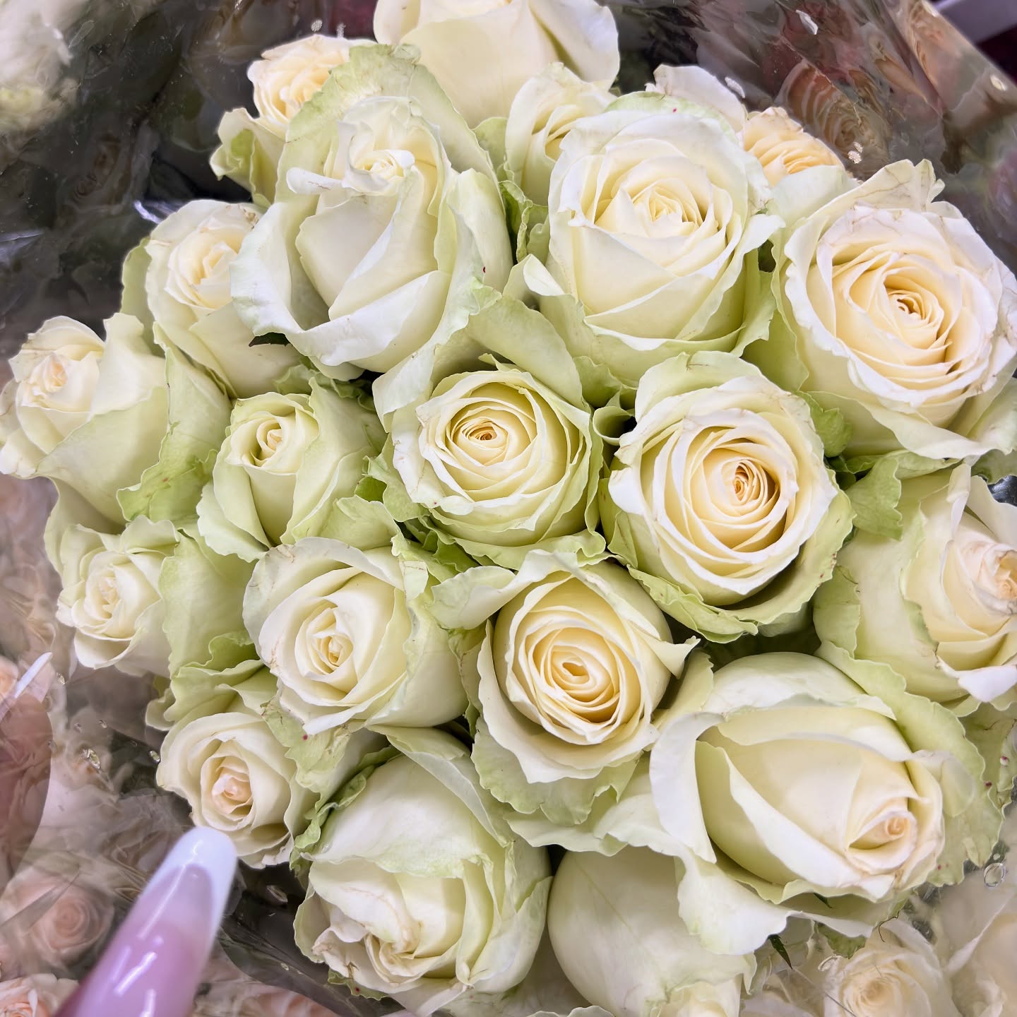 Valentine’s Blossom 🤍
#valentinesday #roses #tresbellarosaza #love