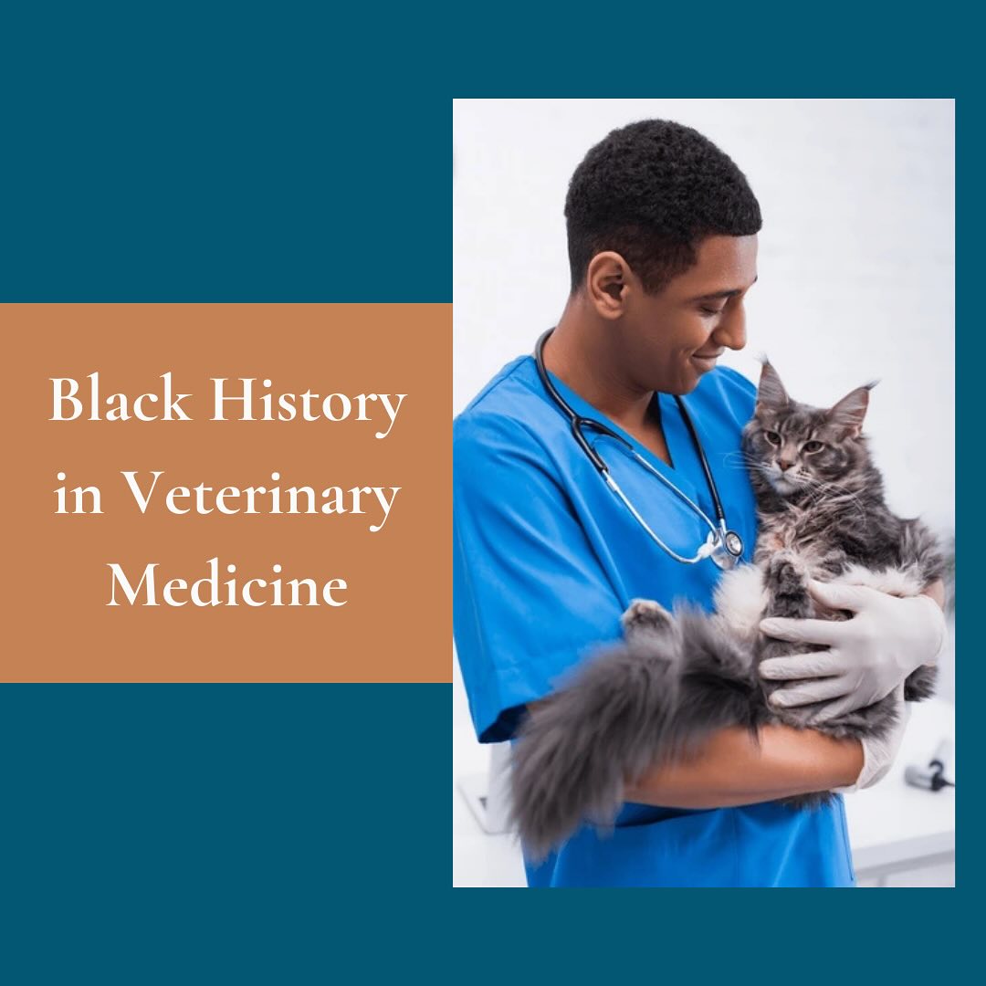 Veterinary medicine is Black history🖤