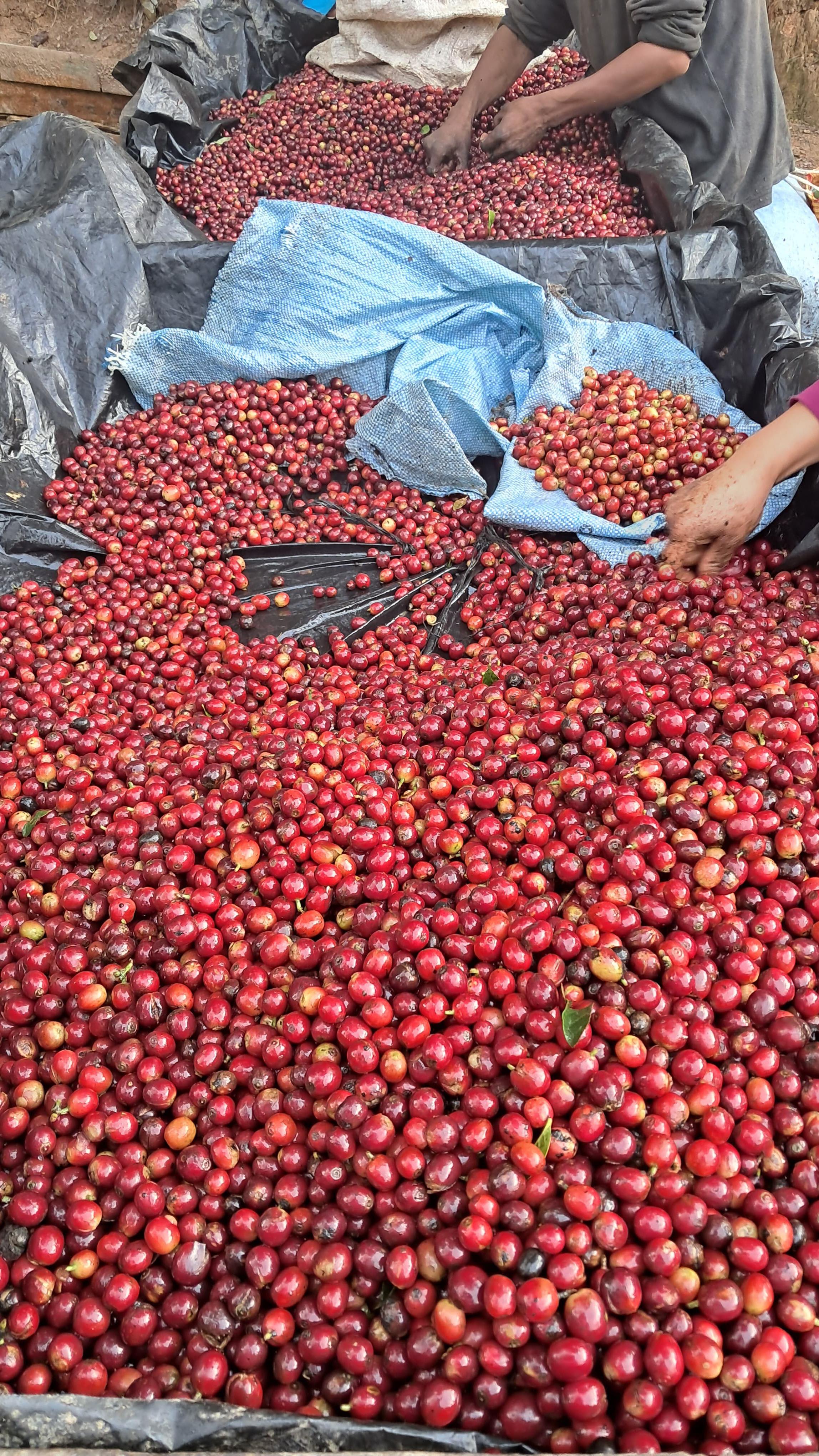 Witness the magic behind your morning cup! 🌍✨☕️🍒👩🏽🌾👨🏽🌾 Swipe to see the hands that bring coffee to life—sunrise glow, ripe cherries, and the rhythm of tradition. 🎶
#cosecha2025 #elgigantecoffee #elgiganteestate #coffeeroaster #coffeeestate #specialtycoffee #sca #barista #CoffeeHarvest #FarmToCup #CoffeeLovers #BehindTheBeans
#SustainableCoffee #HarvestSeason #CoffeeCulture