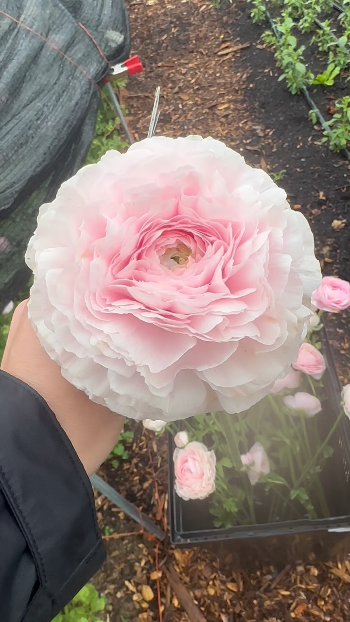 Missing this view! Last yearās blooms were Out of Control. So we are doubling the amount we are growing this year!
Spent the weekend building low caterpillar tunnels for my ranunculus. Theyāre pre sprouted and going in the ground this week!!!
Our Spring CSA subscriptions are available for pre-sale this next week - makes a great Valentines or Galentines gift!! #jussayin give the gift of beautiful, fresh cut local flowers to your loved ones- (or to yourself)! Whatās included? One fresh bouquet a week in Spring starting late April-May for my local lovelies! Link in bio.
PS Happy sportsball to all who celebrate š
#CSA #flowershare #ranunculus #springflowers #spring #flowers #blooms #smallfarm #flowerfarm #flowerfarmer