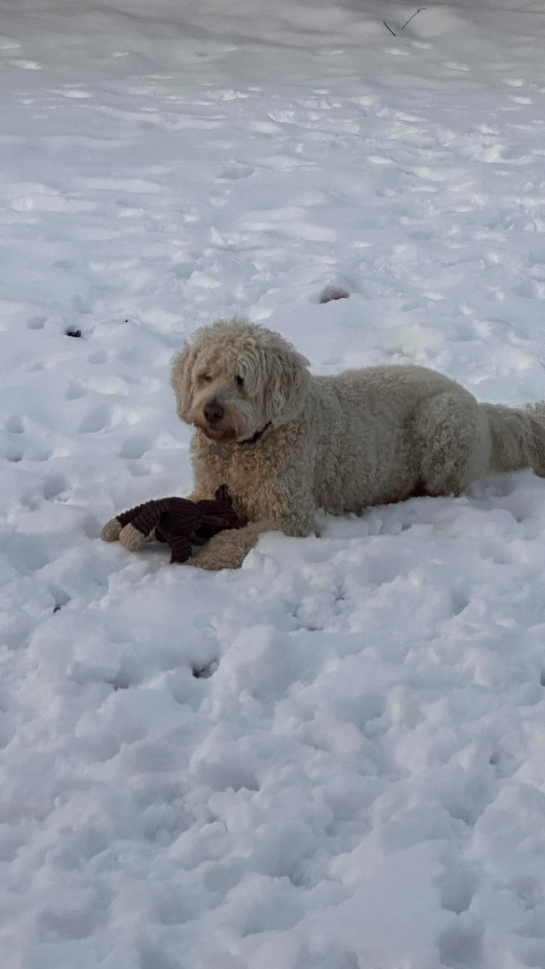 Snowy fun #dogwalking #dogsofinstagram #dogwalker #doglover #dogstagram #petsitting #dogwalk #dogoftheday #doglovers #doglife #petsitter #instadog #doggydaycare #dogwalkerlife #fyp #dogwalkersofinstagram #dogboarding #dogwalkers #longislanddogs #dogsoflongisland #huntingtonny #greenlawnny #lidogs #thedogist #HGLfamily #petsittingservices
#thedogsoflongisland #longislanddogsofinstagram