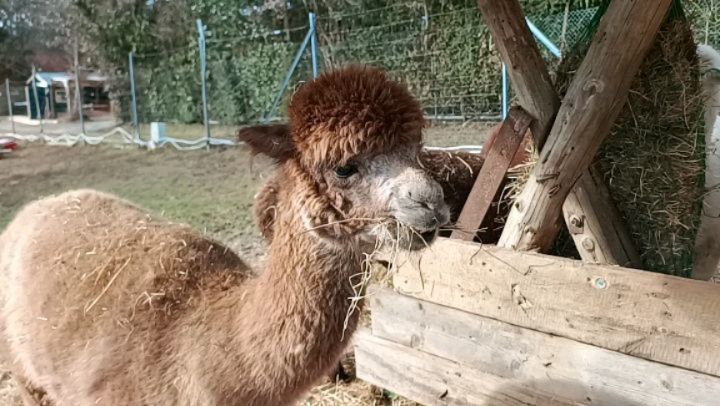 Hhmmmm, in Ruhe genießen ist doch am Besten! 🦙👍🏼😀
@obstwiesen.alpakas #lecker #genießen #ruhe #hhmmm #alpaka #alpaca #pepperdasobstwiesenalpaka #badmünstereifel #euskirchen #köln #cologne #bonn #ahrtal #heu #kauen #obstwiesenalpakas #alpacasofinstagram #alpakasofinstagram #eifel
