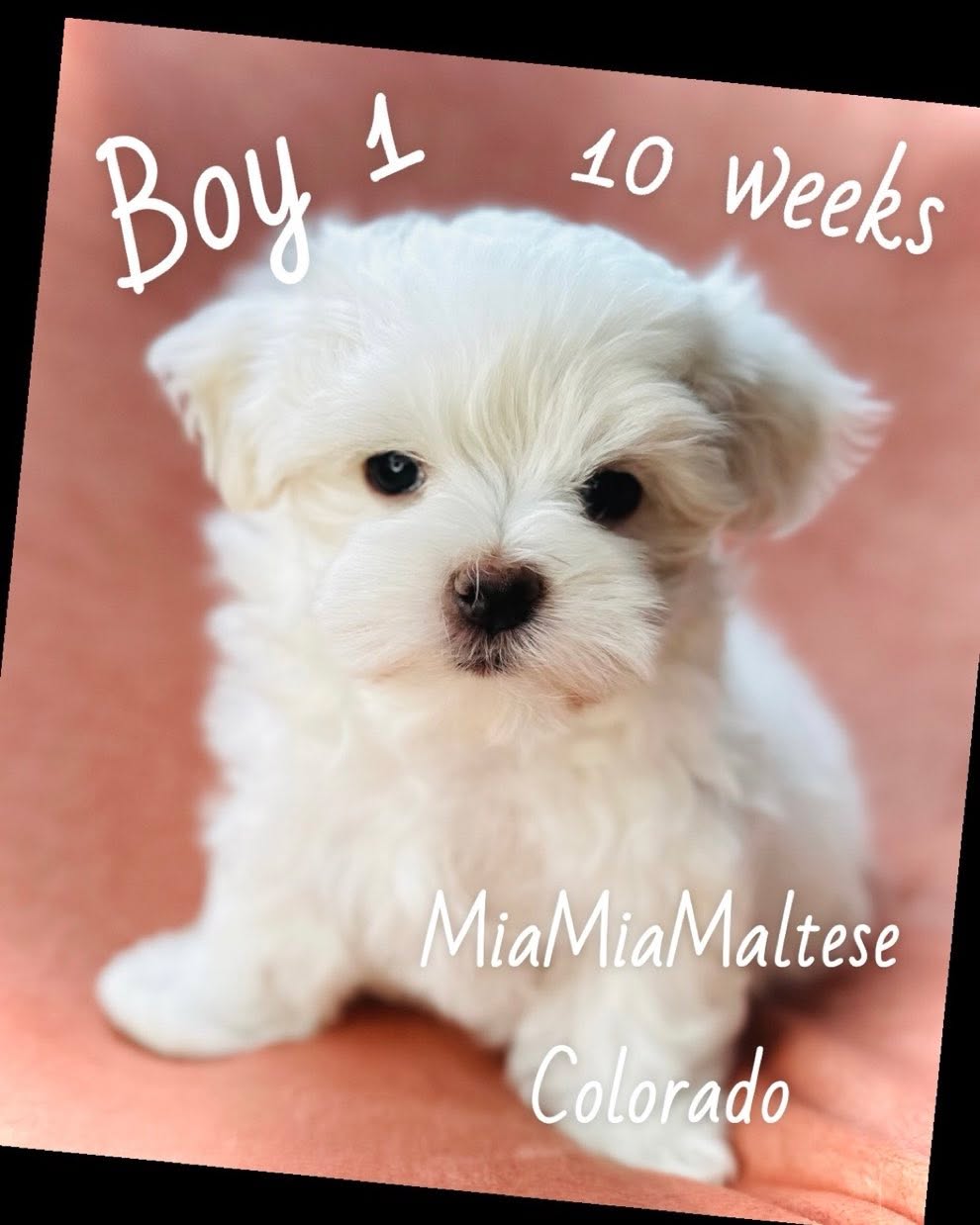 Boy 1 is available after February 21, 2025 #puppy #puppylove #maltese #maltesepuppy #cute #cutedogs #love #animals #foryou #baby #babygirl #babyboy #malteselovers #doglovers #bark