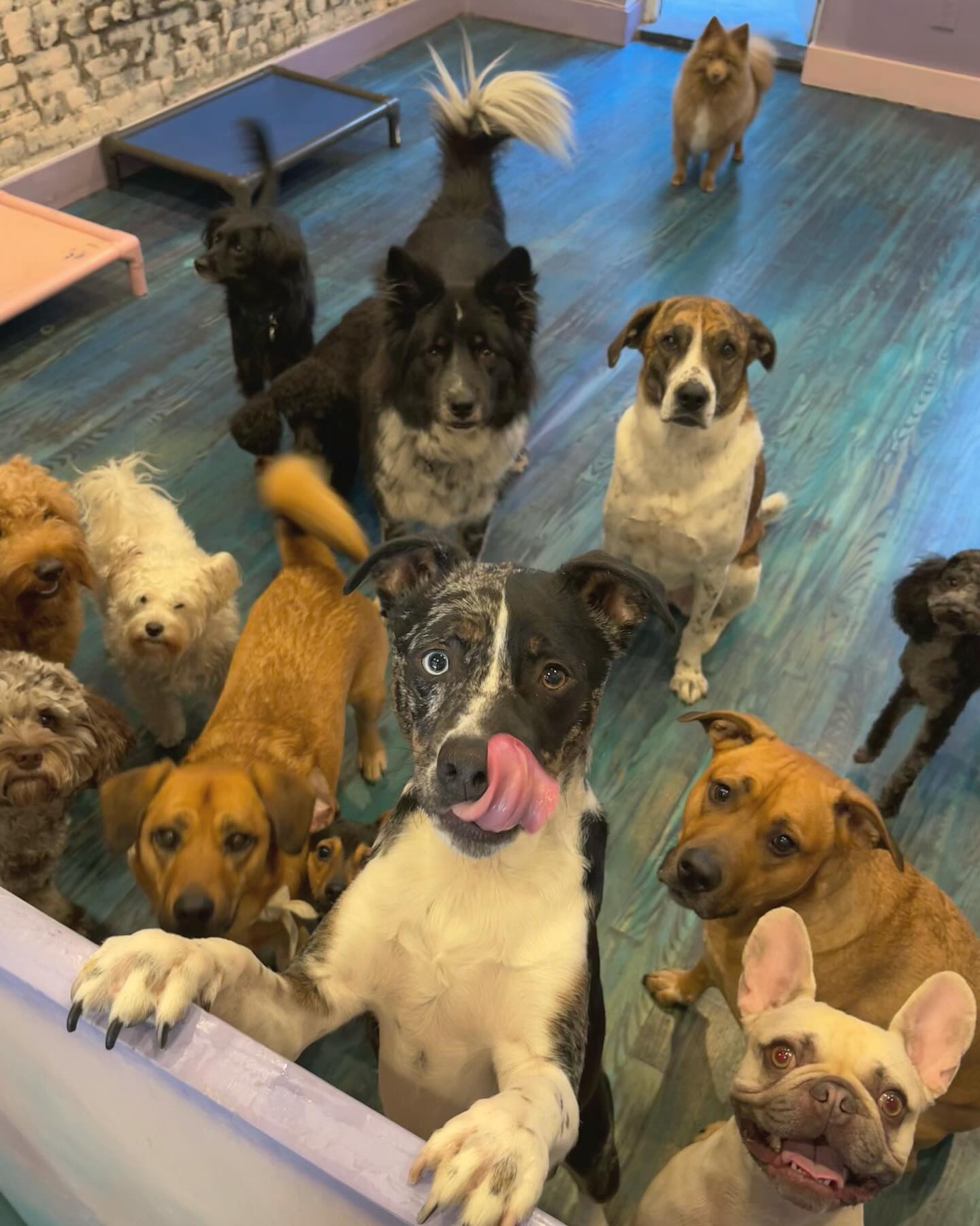 We love our daycare crew!
#doglover #dogdaycare #nyc #nycdogs #brooklyndogs