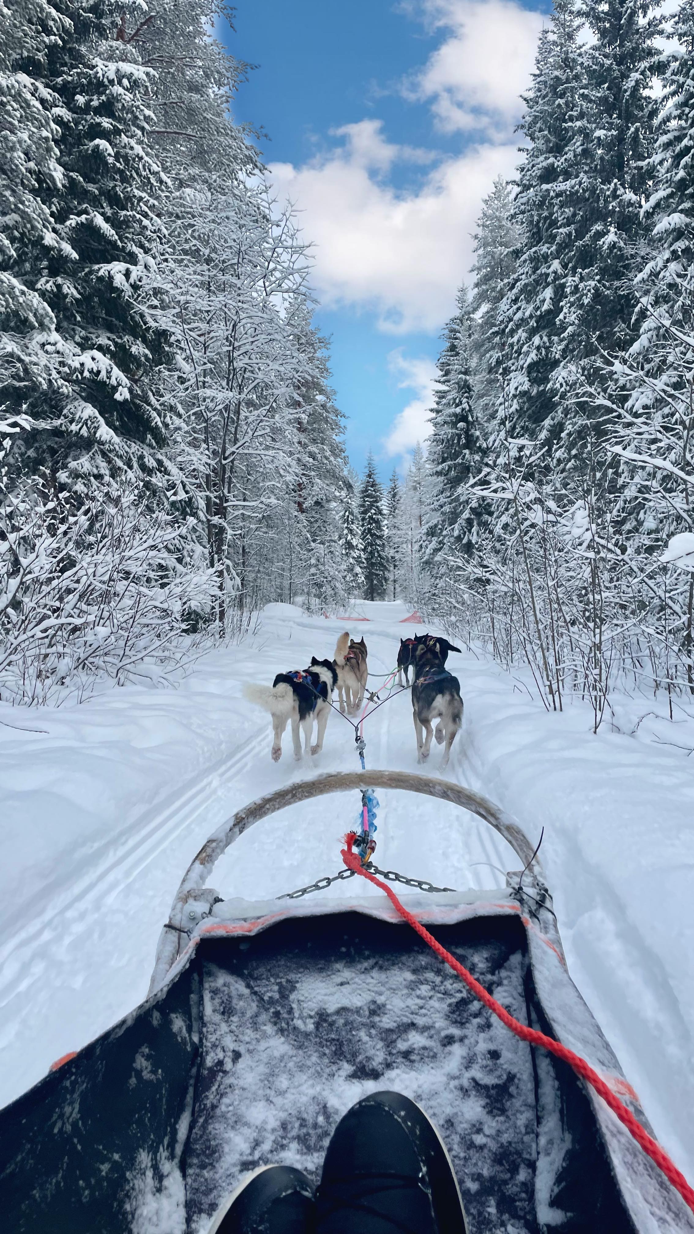 faire du chien de traîneau en laponie : c’est validé ✔️
sans aucun doute l’activité préférée de ce séjour, c’était incroyable 🥹✨
Prix de l’activité : 180€ par personne avec @nordicodyssey (transport inclus)
#finlande #rovaniemi #visitfinland #voyage #lapland #laponiefinlandaise #chiensdetraineaux #activité #lesaventuresdelo #travel
