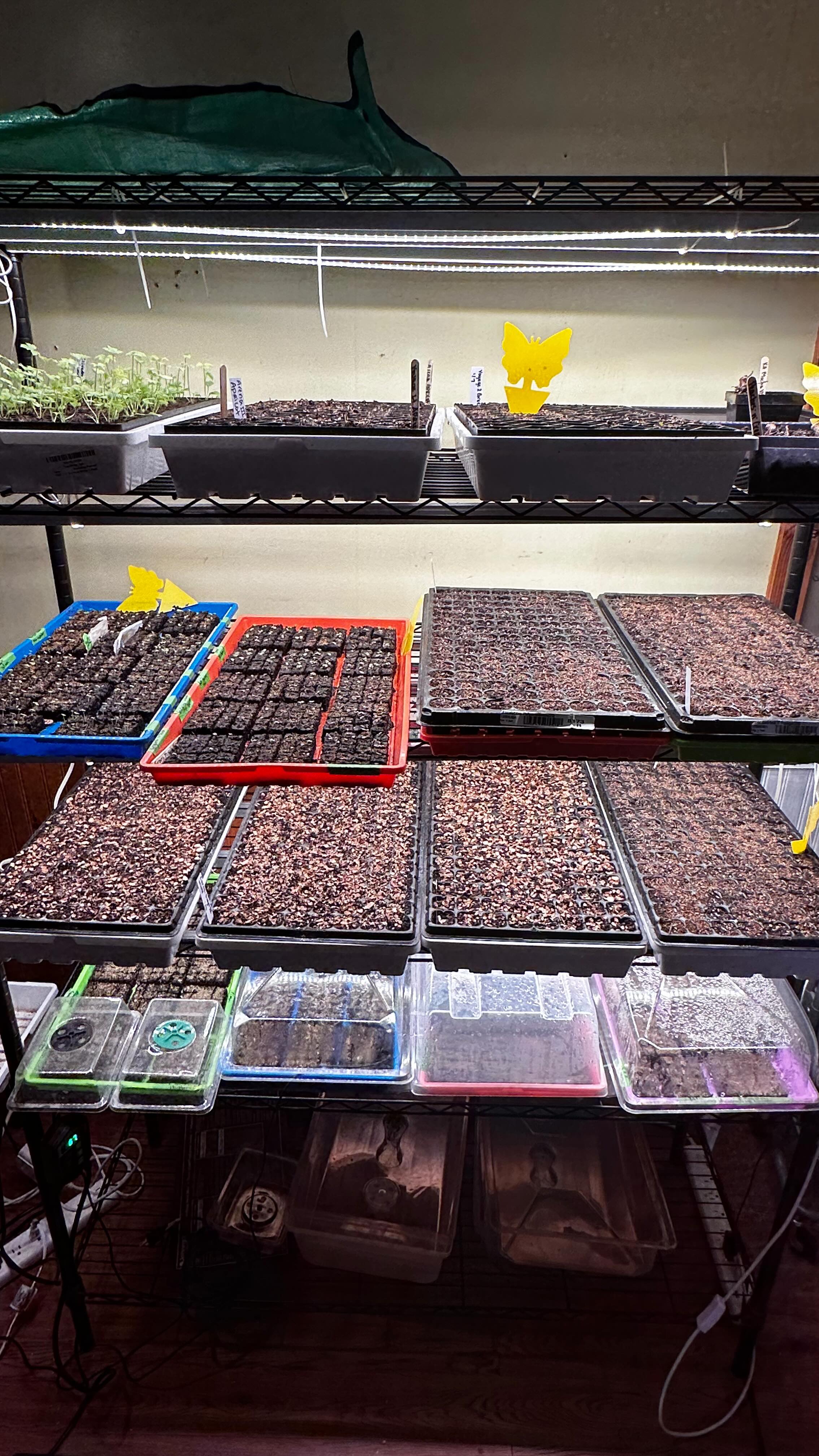 Last look the my bbs before mamaās goin to CanadašØš¦! Iām gonna miss them so much!
#plantbaby #flowerfarm #smallfarm #garden #flowerfarmer #lisianthus #blooms #traveling