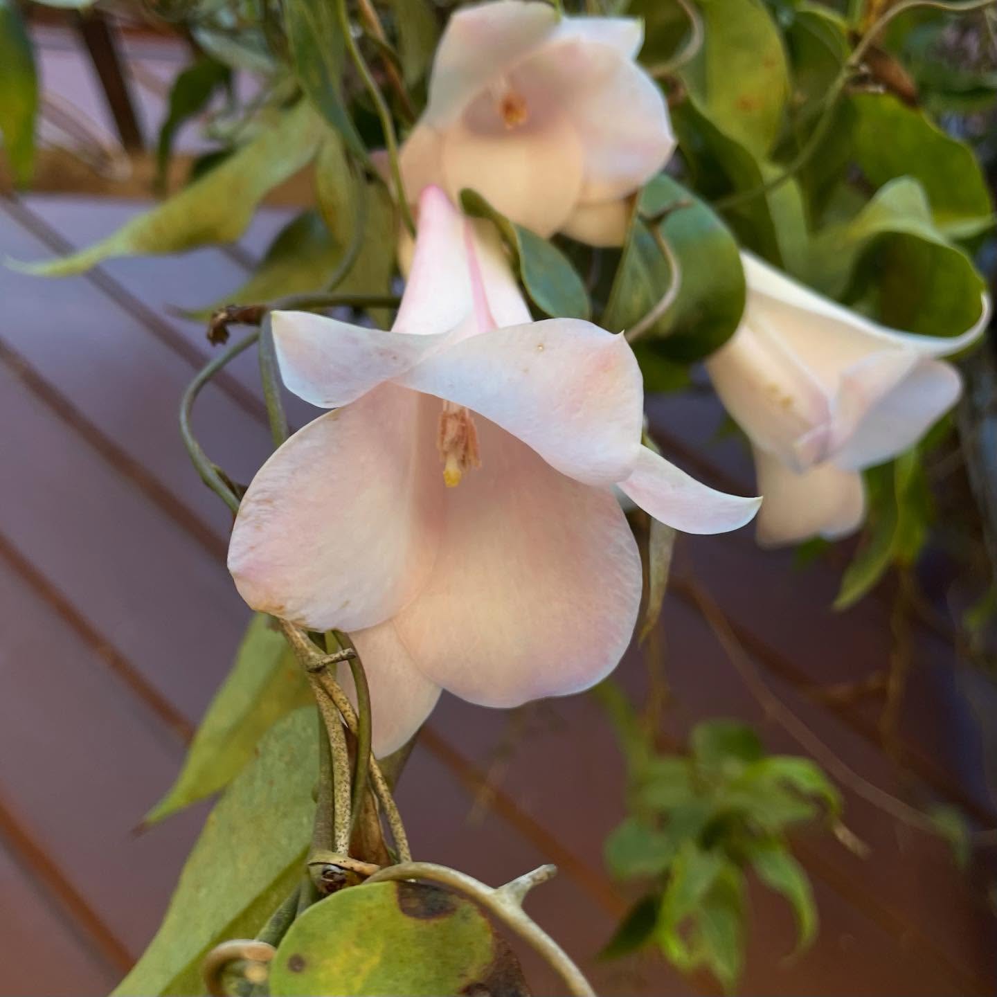 La mejor paleta de colores 💚♥️💙💜🖤💛🧡🤍🩷🤎🩶🩵 #truecolors #naturalcolors #naturaleza