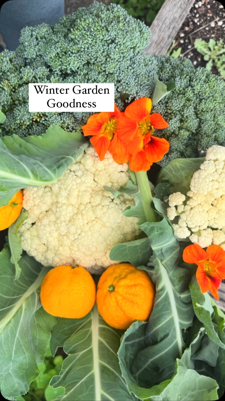 As we continue to harvest our winter veggies we are planning for our spring gardens!
Right now we are loving our cauliflower, broccoli, chard, kale, lettuces, and more.
As we harvest our winter edibles we are adding more starts and seeds to grow through the spring season.
What are you planting in your spring garden?